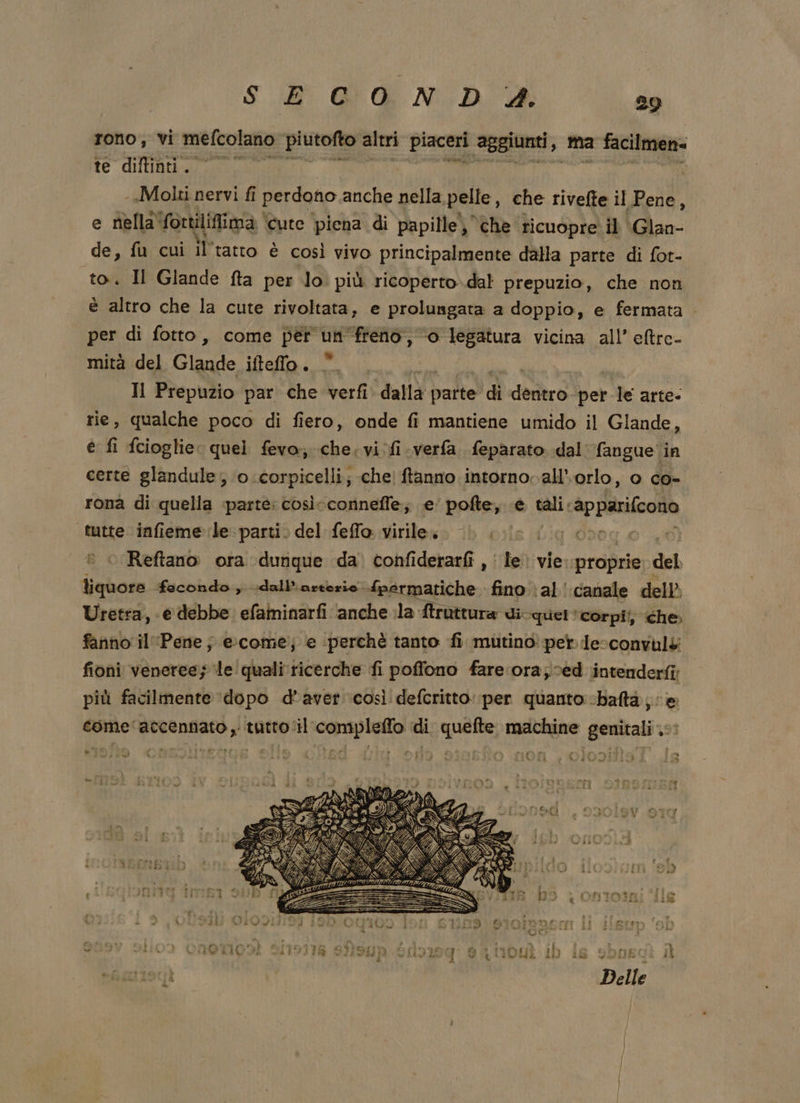 rono, vi mefcolano piutofto altri o aggiunti, ma facilmen= te diftinti. — .Molti nervi fi î perdono anche nella pelle, che rivelte il Pene, e nella‘ fontilifima: ‘cute piena di papille, che ricuopre il Glan- de, fu cui il'tatto è così vivo principalmente dalla parte di fot- to. Il Glande fta per lo. più ricoperto.dal prepuzio, che non è altro che la cute rivoltata, e prolungata a doppio, e fermata. per di fotto, come per un'freno, ‘0 legatura vicina all’ eltre- mità del Glande ifteffo. Il Prepuzio par che verfi dallà hatte di destra per le arte- rie, qualche poco di fiero, onde fi mantiene umido il Glande, è fi fcioglie: quel fevo; che, vi fi-verfa. feparato dal fangue'‘in certe glandule, o.corpicelli; chel ftanno intornovall’'orlo, 0 co- rona di quella parte: così: conneffe; e pofte, e sali: Lr agung: tutte .infiemerle:partiò del feffo. virileso (Db cile Lig 0Ieg 0 | Reftano ora dunque da’ confiderarfi , le vie proprie. del liquore fecondo , .dall’'asterie {permatiche fino \al' canale dell Uretra, e debbe. efaminarfi ‘anche ila ftruttura ui quel ‘corpi’, che fanno: il ‘Pene; eccome; e perchè tanto ‘fi mutino per le-convulé fioni veneree; le quali ricerche fi poffono fare ora; ved intenderti: più facilmente ‘dopo d'aver così defcritto per quanto cbafta, come'accennato , tutto ‘il compleffo di quefte: machine genitali .:: boe li e f Li EI e è : If 16  S SOL it