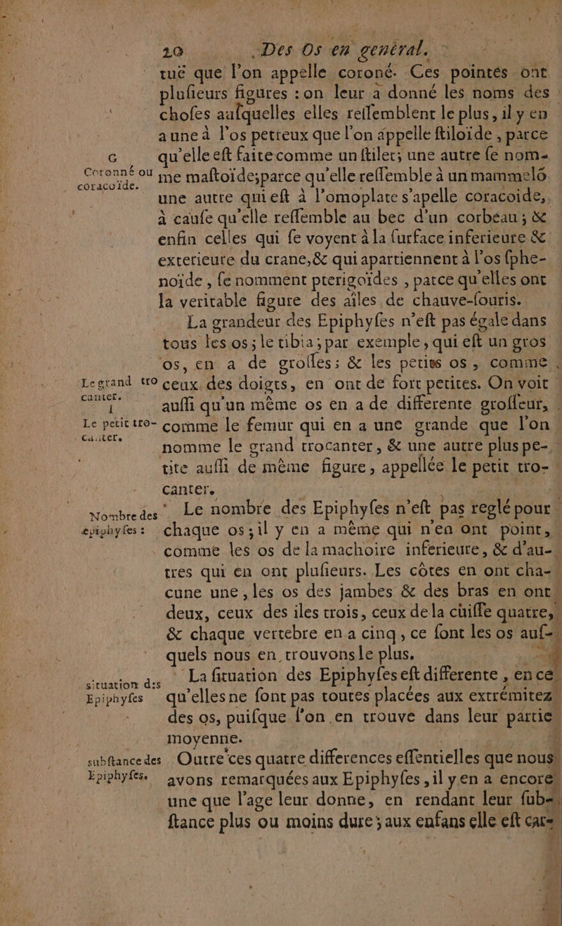 ÿ tuë que l’on appelle coroné. Ces pointés ont lufeurs figures :on leur à donné les noms des : chofes aufquelles elles retfemblent le plus, ily en auneà l'os petreux que l’on appelle ftiloïde , parce At qu’elle eft fairecomme unftiler; une autre fe nom- orne 4 me maftoïde;parce qu’elle reffemble à un mammelo | une autre quieft à l’omoplate s’apelle coracoide, à caufe qu'elle refflemble au bec d'un corbeau ; &amp; enfin celles qui fe voyent à la furface inferieure &amp; exterieure du crane,&amp; qui apartiennent à l’os (phe- noïde , fe nomment pterigoïdes , parce qu'elles ont la veritable figure des ailes de chauve-fouris. La grandeur des Epiphyfes n’eft pas égale dans tous les os; le tibia; par exemple, qui eft un gros os, en a de grolles; &amp; les petiss os, comine CAINET. Î auffi qu'un même os en a de differente grofleur, . A - comme le femur qui en a une grande que l'on nomme le grand crocanter, &amp; une autre pluspe- tite aufi de même figure, appelée le petit tro- canter. Éd 320) RE vi Nombredes” Le nombre des Epiphyfes n’eft pas reglé pour. eviphyfes: chaque os;il y en a même qui nen ont point, comme les os de la machoire inferieure, &amp; d’au-« tres qui en ont pluñeurs. Les côtes en ont cha-w cune une , les os des jambes &amp; des bras en ont deux, ceux des iles trois, ceux de la cüiffe quatres &amp; chaque vertebre en a cinq, ce font les os auf quels nous en trouvonsle plus, | CS La fituation des Epiphyfeseft differente , en ces Epiphyfs qu'ellesne font pas toutes placées aux extrémitezs des os, puifque l’on .en trouve dans leur parties nmovenne. ‘à subftance des Outre'ces quatre differences effentielles que nousw Epiphyfs. ayons remarquées aux Epiphyfes , il yen a encore} une que l'age leur donne, en rendant leur fubss ftance plus ou moins dure ; aux enfans elle eft cars”