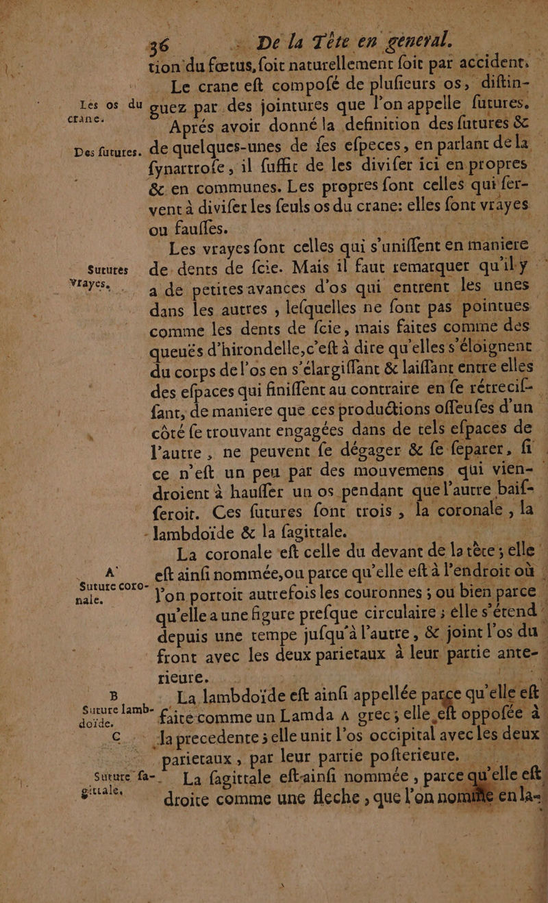 AE FL 4 4 36 . + Dela Téreen géneral. tion du fœtus, foit naturellement foic pat accident, “Le crane eft compofé de plufeurs os, diftin-. TE du guez par des jointures que l’on appelle futures. Aprés avoir donné la definition des futures &amp; Des faures. de quelques-unes de fes efpeces, en parlant dela fynartrole , il fuffic de les divifer ici en propres &amp; en communes. Les propres font celles qui fer- vent à divifer les feuls os du crane: elles font vrayes ou fauffes. di A AE Les vrayes font celles qui s’uniffent en maniere ue de dents de fcie. Mais il faut remarquer qu'ily “Se. a de petiresavances d'os qui entrent les unes dans les autres , lefquelles ne font pas pointues comme les dents de fcie, mais faites comme des queués d’hirondelle, c’eft à dire qu'elles s'éloignent | du corps de l'os en s’élargiffant &amp; laiant entre elles des efpaces qui finiflent au contraire en fe rétrecif- : fant, de maniere que ces productions offeufes d'un \ côté {e trouvant engagées dans de tels efpacés de l’autre, ne peuvent fe dégager &amp; fe feparer, fi ce n’eft un peu par des mouvemens qui vien- droient à hauffer un os pendant que l’autre baif- {eroir. Ces futures font crois , la coronale , la -Jambdoïde &amp; la fagitrale. AM ENT … La coronale *eft celle du devant de latère; elle dt ainfi nommée,ou parce qu’elle eft à l’endroit où : male. Jon portoit autrefois les couronnes ; ou bien parce . qu’elle a une figure prefque circulaire ; lle s’écend’ depuis une rempe jufqu'à l’autre, &amp; joint l'os du front avec les deux parietaux à leur partie ante-. rieure.. ) LPO FPE une. La lambdoïde eft ainfi appellée pr qu'elle ef ut OR \ DE ol doïde. faire comme un Lamda 4 grec; elle eft oppofce à! .C.: Japrecedenreselleunit l'os occipital avecles deux. nt, parietaux ; par leur partie pofterieure. … PAPE ET IE far. La fagittale eftainfi nommée » parce selle cit, en lat ; y