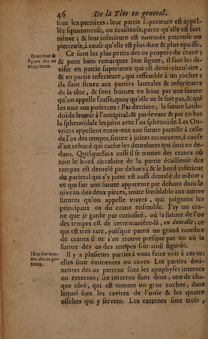 26 selétéeengemenals À {ent les premiers: leur partie fuperieure eft appél- lée fauammeufe, ou écailleufe,parce qu’elle ef fort . mince ; &amp;leurinferieure éft nommée petreufe où : pierreufe,à caufe qu’elle eft plus dure &amp; plus epaiffe. | granduræ Ce fonrles plus petits des os propres du crane VARIE pour bien remarquer leur figure, il fautles di- | Rp vifer en partie fuperieure qui eft demi-circulaire , &amp;é en partie inferieure , qui reffemble à un rocher: cils font fituez aux parties laterales &amp; inferieures … delatère, &amp; font bornez en haut par une future Don ol : qu’on appelle fauffe,quoy qu’elle ne le foit pas, &amp;qui nu: les unit aux parieraux: Par derriere, la future lamb- Ne doïdelesmit à l’occipitals&amp; pardevant &amp; par en bas ‘ve __ Îa fphenoïdale lesjoint avec l'os fphenoïde.Les Ou ‘ONE vrièrs appellent entre-eux une future pareille à celle % de l'os des tempes,furure à joints recouverts,à caufe : 14 1 d'un rebord qui cache les dentelures qui fonren de-. dans. Quelquefois auffiil fe trouve des cranes où. tout le bord circulaire de la partie écailleufe des tempes eft denrelé par dehors; &amp;cle bord inferieut du parieral qui s’y joint eft aufli dentelé de mème s ce qui fait une future apparente par dehors dans le _ niveau dés deux pieces, route femblable aux autres | futures qu’on appelle vrayes , qui joignent les. principaux os du' crane enfemble. J'ay un cra- = ne que je garde par curiofité, où la future dé l'os des tempes eft de certe maniére-là , ex dentelle; ce. qui eft tres rare, puifque parmi un gtand nombre ;  de cranesil ne s’en trouve prefque pas un où la, Le future des os des rentpes foit ainf figurée. iLeséminen- [| ya plufeurs parties à vous faire voir à ces os! ces des Os pe= treux. * elles font éminenres ou caves. Les parties émi= | nentes des os petreux (ont les apophyfes internes &amp; ou externes; ies internes font deux, une de cha- -. que côté, qui eft comme un gros rocher, dans lequel font les cavitez de louie &amp; les quatres offelers qui y fervent. Les externes font trois 5! *