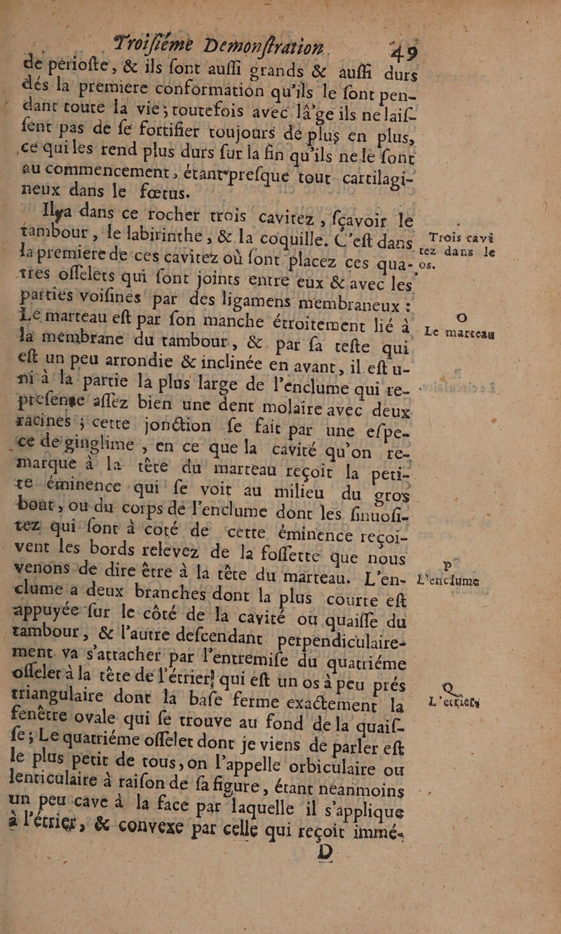 FR UN PE er M ACT .. , Troifiéme Demonfrarion. 49. de périofte, &amp; ils font auffi grands &amp; auf durs dés la premiere conformätion qu'ils le font pen- * dant coure la vie; routefois avec lge ils nelaif. fent pas de fe fortifier toujors dé plus en plus, Ce quiles rend plus durs fur la fin qu'ils nele font eu commencement , étantprefque tout cartilagi- neux dans le fœtus. | AVE TENS Ilya dans ce rocher trois cavitez LHGAVO Le Le ssh tambour , le labirinthe , &amp; la coquille, C'eft dans Trois cavi la premiere de-ces cavitez où font. Placez ces qua- os. res offelers qui font joints entre eux &amp; avec les parties Voifinés par des ligamens membraneux Sd Le ‘LE marteau eft par fon manche étroitement PCSI la membrane du tambour, &amp;. Par fa cefte qui €ft un peu arrondie &amp; inclinée en avant, il eft u- nia la partie la plus large de l’enclume qui re- : _ prefense aflez bien une dent molaire avec deux racines ; cette jonéion fe fait par une efpe. ce défginoglime , en ce que la cävité qu'on re- Marque à la tèce du marteau reçoit [a peti-. te éminence : qui fe voit au milieu du gros bout, ou du corps dé l’enclume dont les finuof. tez. Qui fonr à coté de ‘cette éminence reçoi- vent les bords relevez de la foffetre Que nous venons de dire être à la tête du marteau. L'en- L'enclume clume a deux branches dont la plus courte eft appuyée fur le côté de la cavité où quaille du tambour, &amp; l’autre defcendanc perpendiculaire: ment. va s’arracher par l’entrémife du quatriéme offelerà la tère de l'écrier! qui éft un os à peu prés ; triangulaire dont là bafe feime exactement La L'etiéis fenêtre ovale qui fe trouve au fond de la quaif- fe ; Le quatriéme offelet dont je viens de parler eft le plus petit de tous, on l’appelle ‘orbiculaire ou lenticalaire à raifon de fà figure , étant néanmoins Ur, peu cave à la face par laquelle il s'applique à l'étrigr, &amp; convexe par celle qui reçoit immé- —.d TA