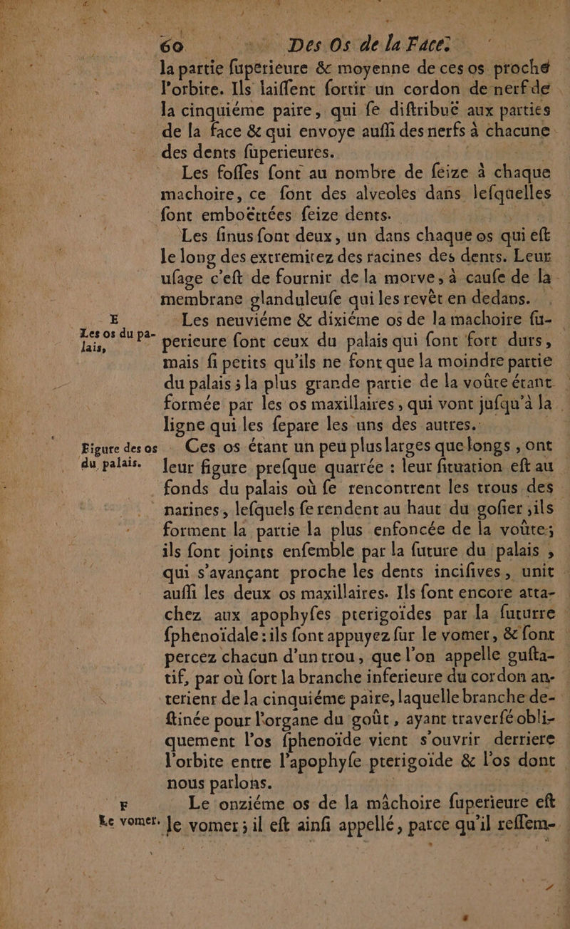 60 + Des Os delaFace la partie fuperieure &amp; moyenne de cesos proche : l'orbite. Ils laiffent fortir un cordon de nerfde pres | la cinquiéme paire, qui fe diftribuë aux parties | de la face &amp; qui envoye aufñfi des nerfs à chacune. des dents füuperieures. dire Les foffes font au nombre de feize à chaque machoire, ce font des alveoles dans lefquelles font emboëttées feize dents. LA Les finus font deux, un dans chaque os qui eft Le long des extremirez des racines des dents. Leur ufage c’eft de fournir dela morve, à caufe de la membrane glanduleufe quilesrevèten dedans. , E Les neuviéme &amp; dixiéme os de la machoire fu- Ti uper perieure font ceux du palais qui fonc fort durs, mais fi petits qu'ils ne font que la moindre partie \ HONEN du palais 5 la plus grande partie de la voüteérant | formée par les os maxillaires , qui vont jufqu’à la. ligne qui les fepare les uns des autres. | Figure desos Ces os étant un peu pluslarges quelongs , ont du palais eur figure prefque quarrée : leur fituation eft au | fonds du palais où fe rencontrent les trous des _ narines, lefquels fe rendent au haut du gofier ;ils forment la partie la plus enfoncée de la vote; ils font joints enfemble par la future du palais , qui s’avançant proche les dents incifives, unit aufli les deux os maxillaires. Ils font encore atta- | chez aux apophyfes pterigoïdes par la futurre fphenoïdale :ils font appuyez fur le vomer, &amp; font percez chacun d’untrou, que l’on appelle gufta- tif, par où fort la branche inferieure du cordon an:- terienr de la cinquiéme paire, laquelle branche de- ftinée pour l'organe du goût , ayant traverféobli- quement l'os fphenoïde vient s'ouvrir derriere l'orbite entre l’apophyfe pterigoïde &amp; l'os dont nous parlons. Ÿ FAT CE Le onziéme os de la mâchoire fuperieure eft | Le vomér. Je vomer ; il eft ainf appellé, parce qu'il reflem-