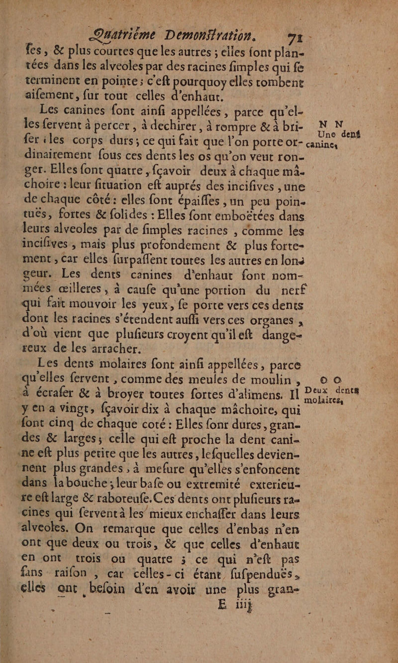 Quatrième Demonitration. x. fes, &amp; plus courtes que les autres ; elies font plan- tées dans les alveoles par des racines fimples qui fe terminent en pointe; c'eft pourquoy elles combent aifement, fur tout celles d’enhaur. | Les canines font ainfi appellées, parce qu'’el- les fervent à percer , à dechirer , à rompre &amp;a bri- À mn {er iles corps durs; ce qui fait que l’on porte ot- canines dinairement fous ces dents les os qu’on veut ron- ger. Elles font quatre ,fcavoir deux à chaque mA. choire:: leur fituation eft auprés des incifives , une de chaque côté: elles font épaiffes ,un peu poin- tués, fortes &amp; folides : Elles font emboëtées dans leurs alveoles par de fimples racines , Comme les incifives , mais plus profondement &amp; plus forte- ment , Car elles furpaflent routes les autres en lons geur. Les dents canines d'enhaut font nom- mées œilleres, à caufe qu'une portion du nerf qui fait mouvoir les yeux, fe porte vers ces dents dont les racines s’étendent auffi vers ces organes , d'où vient que pluñeurs croyent qu'ileft dange- eux de les arracher. ! Les dents molaires font ainf appelées, parce quelles fervent , comme des meules de moulin, © a . à écrafer &amp; à broyer toutes fortes d’alimens. Il AE y en a vingt, fçavoir dix à chaque mâchoire, qui Mont cinq de chaque coté: Elles fonr dures, gran “des &amp; larges; celle qui eft proche la dent cani- «ne eft plus petite que les autres, lefquelles devien- nent plus grandes , à mefure qu’elles s'enfoncene “dans la bouche; leur bafe ou extremiré exterieu- reeftlarge &amp; raboreufe.Ces dents ont plufeurs ra= cines qui fervent à les mieux enchaffer dans leurs ‘alveoles. On remarque que celles d’enbas n’en ont que deux ou trois, &amp; que celles d'enhaue en ont trois où quatre 3; ce qui neft pas fans raifon , car celles-ci étant, fufpendués. elles ont befoin d'en avoir une plus gran- Ÿ f | E üiÿ Li e _—