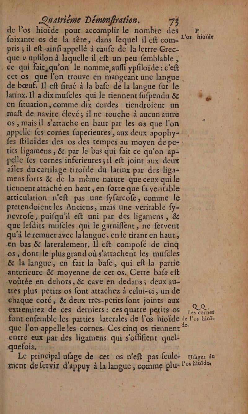 de Pos hioïde pour accomplir le nombre des foixante os de la tête, dans lequel il eft com- pris ; il eft -ainfi appellé à caufe de la lettre Grec- que v upfilon à laquelle il eft un peu femblable , . ce qui fait,qu'on le nomme aufh ypfloïde : c’eft de bœuf. Il eft fitué à la bafe de la langue fur le larinx. Il a dix mufcles qui le tiennent fufpendu &amp; en fituation, comme dix cordes tiendroient un maft de navire élevé; ilne touche à aucun autre os , maisil s’attache en haut par les os que l'on tits ligamens , &amp; par le bas qui fait ce qu’on ap- pelle fes cornes inferieures;1l eft joint aux deux aîles du cartilage tiroïde du larinx par des liga- mens forts &amp; de la mème nature que ceux qui le tiennent attaché en haut, en forte que fa veritable articulation n'eft pas une fyfarcofe, comme le pretendoientles Anciens, mais une verirable [y- nevrofe, puifqu'il eft uni par des ligamens, &amp; que lefdits mufcles qui le garniflent, ne fervent qu'a le remuer avec la langue, enle tirant en haut, €n bas &amp; lareralement. Il eft compofé de cinq _ os, dont:le plus grand où s’attachent les mufcles &amp; la langue, en fait la bafe, qui eft la partie antérieure &amp; moyenne de cer os. Cette bafe eft -voûtée en dehors, &amp; cave en dedans; deux au chaque coté, &amp; deux tres-petits font joints aux exttemitez de ces derniers: ces quatre perits os Et Les cornes que l’on appelle les cornes. Ces cinq os tiennent entre eux par des ligamens qui s’oflifienc quel- quefois. ment de fervir d'appuy à la langue, comme plu- CT Le Bis, MR De &gt;