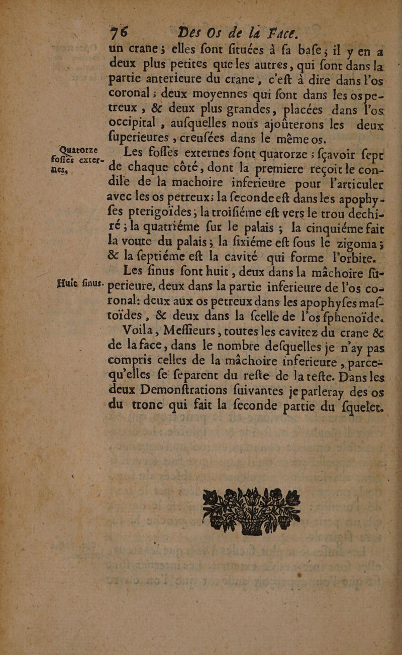 pe + BR ON ONE KR 27, AI) AD (A PR L RE? on tu 2). dre SU 9 NES OS MAT FACE EN e un crane; elles font fituées à fa bafe; il y en a . deux plus petites queles autres, qui font dans la ‘partie anterieure du crane, c’eft à dire dans l'os coronal ; deux moyennes qui font dans les ospe- treux , &amp; deux plus grandes, placées dans l'os occipital , aufquelles nous ajoüterons les deux fuperieures , creufées dans le mêmeos. R paurore Les foflès externes font quatorze ; fçavoir fepc des de chaque côté, dont la premiere reçoit le con- ÿ dile de la machoire inferieure pour Farticuler avec les os petreux: la fecondeeft dansles apophy- fes pterigoïdes; la troifiéme eft vers le trou dechi- ré ; la quatriéme fur le palais ; la cinquiéme fait la voute du palais ; la fixiéme eft fous le Zigoma 3; &amp; la fepriéme eft la cavité qui forme l'orbite. É . Haïc finis perieure, deux dans la partie inferieure de l'os co= de laface, dans le nombre defquelles je n’ay pas compris celles de la mâchoire inferieure , parce: deux Demonftrations fuivantes je parleray des os du tronc qui fait la feconde partie du fqueler. 4 SC FX RL REA