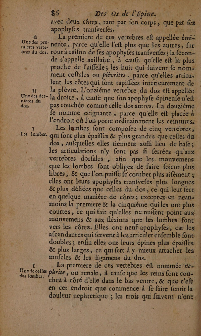 wi — j \ avec deux côtes, tant par fon corps, que pat fes apophyfes tranfverfes. pot MR rat G La premiere de ces vertebres eft appellée émi- paedes Pre: nente, parce qu'elle l’eft plus que les autres, fur res du dos. rout à raifon de fes apophyfestranfverfes ; la fecon- … de s'appelle axillaire , à caufe qu'elle eft la plus proche de laiffelle ; les huit qui fuivent fe nom: ment coftales ou plévrites . parce qu’elles articu. lent les côres qui font rapiffées interieurement de x la plévre. L’onziéme vertebre du dos eft appellée Une des der- ]a droite , à caufe que {on apophyfe épineufe n’eft ruetes du fe nomme ceignante , parce qu’elle eft placée à l'endroit où l’on porte ordinairement les ceintures. P |  -Les lembes font compolez de cinq vertebres, dos , aufquelles elles tiennent auff lieu de bafes: les articulations n'y font pas fi ferrées qu'aux vertebres dorfales ; afin que les mouvemens que les lombes font obligez de faire foient plus libres, &amp; que l’on puiffe {e courber plus aifément ÿ &amp; plus déliées que celles du dos, ce qui leur ferc en quelque maniére de côtes; exceptez-en nean- moins la premiere &amp; la cinquiéme quiles ont plus courtes, ce qui fait qu'elles ne nuifent point aux mouvemens &amp; aux fléxions que les lornbes font afcendantes qui fervent à Lesarticulerenfemble Ont doubles ; enfin elles ont leurs épines plus épaifles. &amp; plus larges, ce qui fert à y mieux attacher les mufcles &amp; les ligamens du dos. get La premiere de ces vertebres eft nommée #e- Re Phrite , ou renale, à caufe que les reins font cou: __ chez à côté d’elle dans Le bas ventre, &amp; que c’elt en cet endroit que commence à fe faire fenrir la douléur nephretique ; les trois qui fuivent n’ont: x CR = : ES x é-inil à RQ
