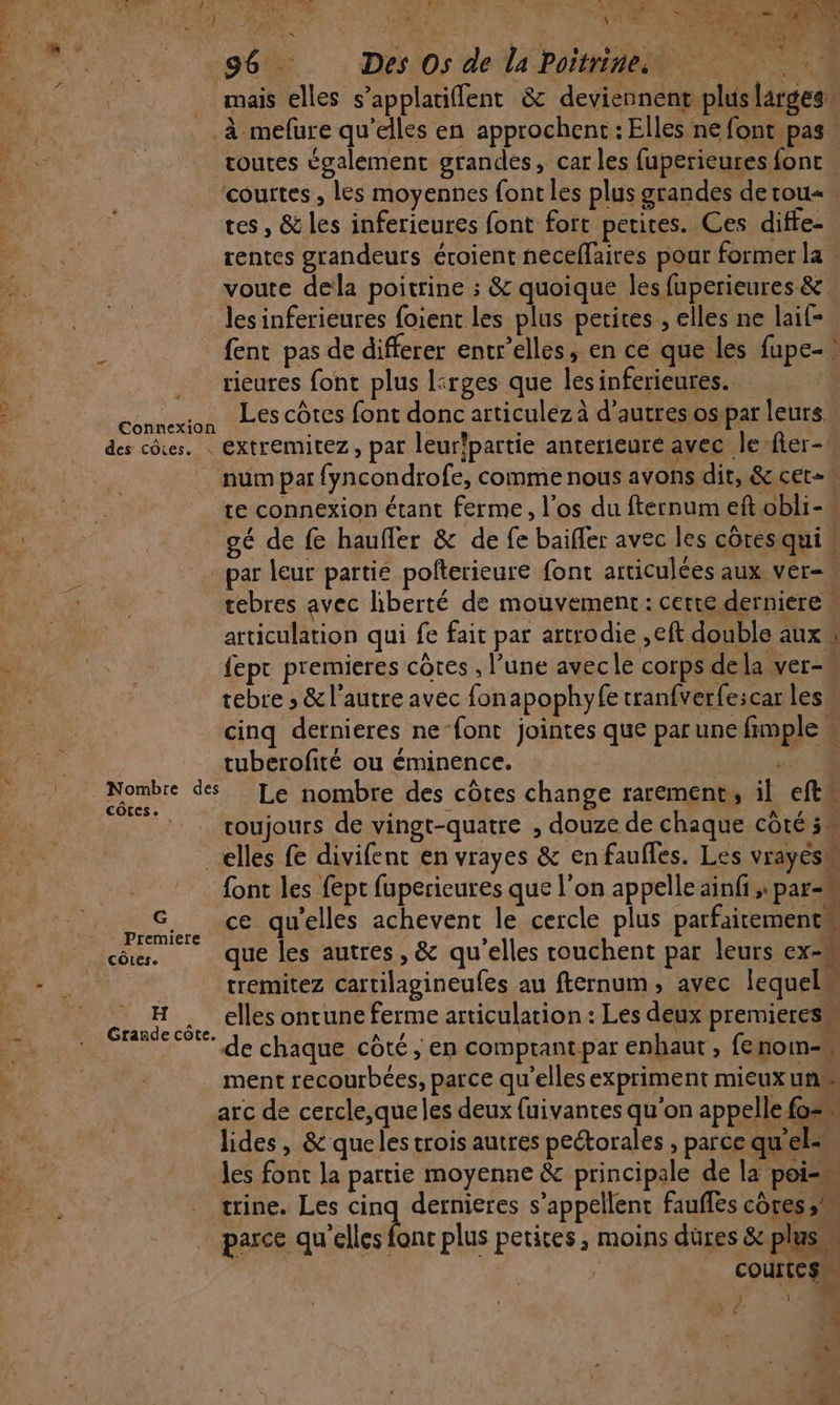 out ps: AOQTATARES. |. 4 4 d F ) ANAL D de RE + lent 96 Des Os de la Poitrine. + 4 _ mais elles s’applatiflent &amp; deviennent plus larges À mefure qu'elles en approchent : Elles ne font pas routes également grandes, car les fuperieures fonc ‘courtes , les moyennes font les plus grandes detou« tes , &amp; les inferieures font fort petires. Ces diffe- rentes grandeurs éroient neceflaires pour former la voute dela poitrine ; &amp; quoique les fuperieures &amp;. : les inferieures foient les plus petites , elles ne laif- fent pas de differer entrelles, en ce que les fupe-! ricures font plus l:rges que lesinferieures. connexion Les côtes font donc articulez à d’autres os par leurs. des côtes. : EXTFEMITEZ, pat leur!partie anterieuré avec Je fler-. num par {yncondrofe, comme nous avons dit, &amp; cet=\ te connexion étant ferme, l’os du fternum eft obli- gé de fe haufler &amp; de fe baiffer avec les côresqui” par leur partie pofterieure font articulées aux ver-\ tebres avec liberté de mouvement: cetre derniere“ articulation qui fe fait par artrodie ,eft double aux fept premieres côtes , l’une avec le corps dela ver-* tebre ; &amp; l'autre avec fonapophyfe tranfverfescar les cinq dernieres ne‘font jointes que par une fimple w tuberofité ou éminence. dégel) Cat) ss des Le nombre des côtes change rarement, il eftw voujours de vingt-quatre , douze de chaque côté 5 elles fe divifent en vrayes &amp; en faufles. Les vrayés font les fept fupericures que l’on appelle ainfi , par-« F2 PAPE Aire MES qu’elles achevent le cercle plus parfaitement | emIiere k 1 cos. que les autres, &amp; qu'elles rouchent par leurs ex- tremitez cartilagineufes au fternum, avec lequel“ H elles ontcune ferme articulation : Les deux premieres . Grande cote. APE | Der: + 4 de chaque côté, en comprant-par enhaut , fenom- ment recourbées, parce qu’elles expriment mieux un arc de cercle,que les deux fuivantes qu'on appelle fo= lides, &amp; que les trois autres peétorales , parce qu'el= les font la partie moyenne &amp; principale de la poi=. trine. Les cinq dernieres s'appellent faufles côtes; | parce étre plus petites, moins düres &amp; plus COUITES. +. UR \ 7 Le r 714 LE