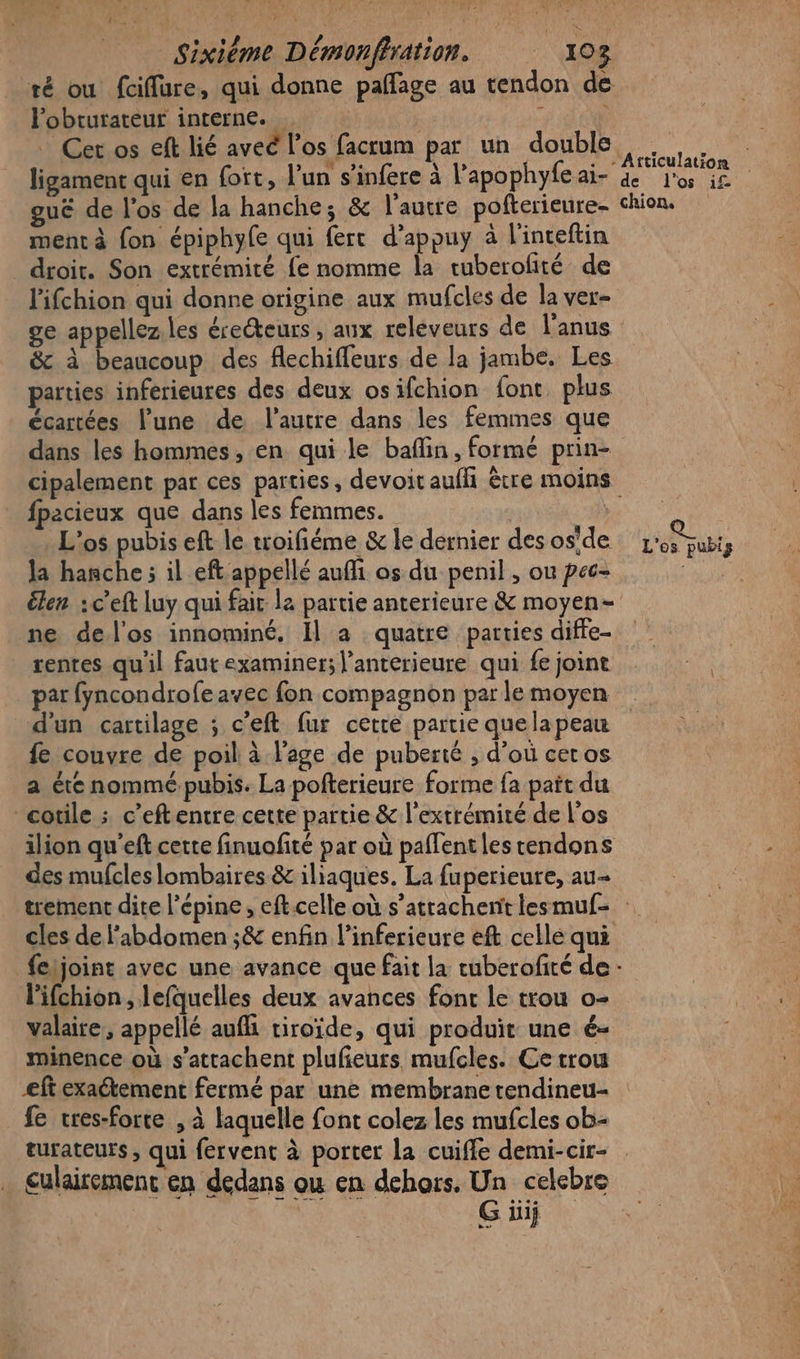 ré ou fciffure, qui donne paflage au tendon de l'obturateur interne. … | ; : Cet os eft lié aveé los facrum par un double l'os i£ mentà fon épiphyle qui fert d'appuy à l'inceftin _droir. Son extrémité fe nomme la tuberofité de l'ifchion qui donne origine aux mufcles de la ver- ge appellez les ére@eurs , aux releveurs de l'anus &amp; à beaucoup des flechiffeurs de la jambe. Les parties inferieures des deux osifchion font plus écartées lune de l’autre dans les femmes que dans les hommes, en qui le baflin, formé prin- cipalement par ces parties, devoit aufli ère moins fpacieux que dans les femmes. / L’os pubis eft le troifiéme &amp; le dernier des os'de Ja hanche ; il eft appellé aufi os du penil , ou pec- élen :c’eft luy qui fair la partie anterieure &amp; moyen- ne del'os innominé. Il a quatre parties diffe- rentes qu'il faut examiner; l’anterieure qui fe joint par fyncondrofe avec fon compagnon par le moyen d'un cartilage ; c’eft fur cette partie quela peau fe couvre de poil à l'age de puberté , d’où cet os a été nommé pubis. La pofterieure forme fa pait du cotile ; c’eftentre cette partie &amp; l'extrémité de l'os ilion qu'eft cette finuofité par où paflent les tendons des mufcles lombaires &amp; iliaques. La fuperieure, au- cles de l'abdomen ;&amp; enfin l’inferieure eft celle qui l'ifchion , lefquelles deux avances font le trou o- valaire, appellé auf tiroïde, qui produit une é- minence où s’attachent plufeurs mufcles. Ce trou eft exactement fermé par une membrane tendineu- fe tres-forte , à laquelle font colez les mufcles ob- turateurs , qui fervent à porter la cuiffe demi-cir- culairemenc en dedans ou en dehors. Un celebre Gif Pt,