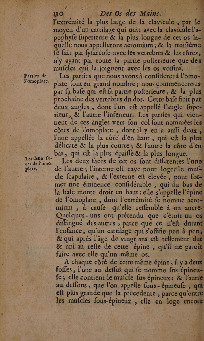 plate. moyen d’un cartilage qui unit avec la clavicule l’a: pophyle fuperièure &amp; la plus longue de cet os la-… quelle nous appellerons acromium ; &amp; la troifiéme fé fait par fyfarcofe avec les vertebres &amp; les côtes, n’y ayant par toute la partie polterieure que des. mulcles qui la joignent avec les os voifins. Les parties que nous avons à confiderer à l’omo-* plate fonten grand nombre; nous commenceronss par fa bafe qui eft fa partie pofterieure, &amp; la plus’ prochaine des vertebres du dos. Cette bafe finit par. deux angles , dont l’un eft appellé l'angle fupe- rieur, &amp; l’autre l’inférieur. Les parties qui vien= nent de ces ängles vers {on col font nommées les. côtes de l'omoplate , dont il y en à auñli deux l'une appellée la cote d'en haut , qui eft la plus délicate &amp; la plus courte; &amp; l’autre la côte d'en” bas, qui eft la plus épaifle &amp; la plus longue. ' Les deux faces de cet os font differences l’ane* de l’autre ; l’interne elt cave pour logerile muf= cle fcapulaire , &amp; l’externe eft élevée, pour for mer une éminence confidérable , qui du bas de Ja bafe monte droit en haut ; elle s'appelle l’épine de l’omoplate , dont l'extrémité fe nomme acro= mium , à caufe qu’elle refflemble à un ancre Quelques-uns ont prétendu que c'étoit un os diftingué des autres ; parce que ce n’eft durant l'enfance, qu'un cartilage qui s’offifie peu à peus, &amp; qui aprés l’âge de vingt ans eft tellement: duf &amp; uni au refte de cette épine , qu'il.ne paroït faire avec elle qu’un mème os. 24400 À chaque côté de certe même épine,ilya deux foffes , l’une au deflué qui {fe nomme fas-épineu- fe; elle contient le mulcle fus épineuxs &amp; l’autre au deffous , que l’on. appelle fous - épineufe , qui eft plus grande que la precedente , parce qu'outre les mufcles fous-épineux , elle en loge encore LS ‘