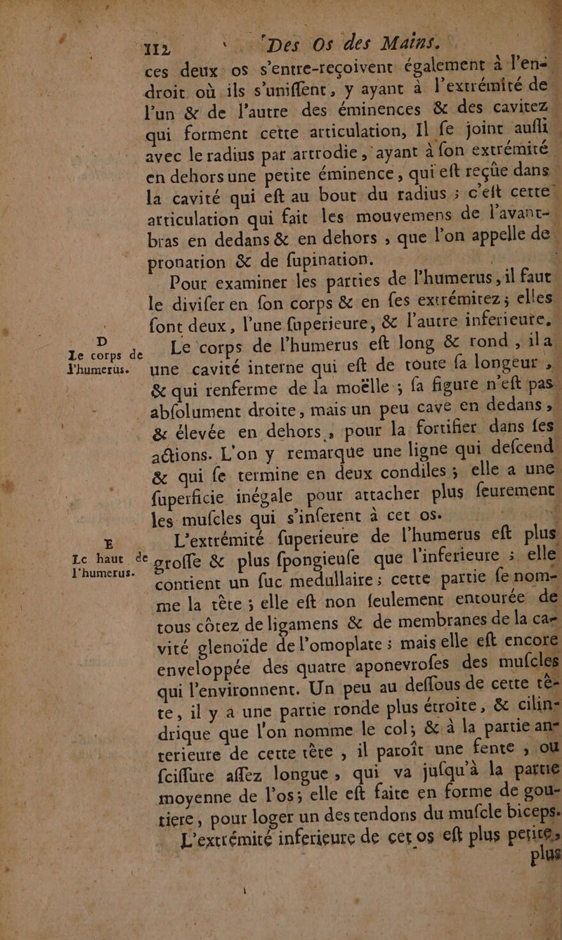 D Le corps de Jhumerus. bal Fin &lt; CA TLENT : La. à AP «2» ( + 70 . \ ces deux’ os s’entre-reçoivenr également à lens droit où. ils s’uniffent, y ayant à l'extrémité de, l’un &amp; de l’autre des éminences &amp; des cavitez” qui forment cette articulation, Il fe joint auf | avec le radius par artrodie, ayant à fon extrémité en dehorsune petite éminence, qui eft reçüe dans. la cavité qui eft au bout du radius ; c'eft cette. articulation qui fait les mouvemens de l'avant-. bras en dedans &amp; en dehors ; que l’on appelle den pronation &amp; de fupination. Hé, à Pour examiner Îles parties de l’humerus il faut. le diviferen fon corps &amp; en {es extrémitez ; elles font deux, l’une faperieure, &amp; l'autre inferieute, Le corps de l’humerus eft long &amp; tond , ila. une cavité interne qui eft de toute fa longeur &amp; qui renferme de la moëlle ; fa figure n'eft pas. E Lc haut de l'humerus. &amp; élevée en dehors, pour la foruifier dans fes. adtions. L'on y remarque une ligne qui defcend. &amp; qui fe termine en deux condiles ; elle a une. faperficie inégale pour attacher plus feurement les mufcles qui s’inferent à cet os. À L'extrémiré fuperieure de l’humerus eft plus groffe &amp; plus fpongienfe que l'inferieure : elle. contient un fuc medullaire; cette partie {e nom- me la tête 3 elle eft non feulement entourée dé tous côrez de ligamens &amp; de membranes de la ca= vité glenoïde de l’omoplate ; mais elle eft encore enveloppée des quatre aponevrofes des mufcles qui l’environnent. Un peu au deffous de cette tè- te, il y à une partie ronde plus étroite, &amp; cilin= drique que l'on nomme le col; &amp;:à la partie an fcifure affez longue, qui va jufqu'à la partie moyenne de l'os; elle eft faire en forme de gou- tiere, pour loger un des cendons du mufcle biceps. L'extrémité inferieure de cer os eff plus periere | à plus