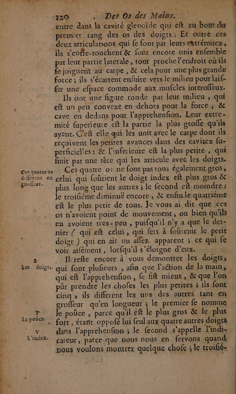 220 Des Os des Mains, entre dans la cavité glenoïde qni eft au bout du premier rang des os des doigts: Et outre ces ‘deux atticulations qui fe font par leurs ektrémitez, ils s'enfte-rouchent &amp; font encore unis enfemble par leur partie laterale , tout proche l'endroit où ils {e joignent au carpe , &amp; cela pour une plus grande Ils ont une figure ronde par leur milieu , qui eft un peu convexe en dehors pour la force ; &amp; cave en dedans pour l’apprehenfon. Leur extre- mité fuperieure cft la partie la plus arofle qu'ils ayent. C’eft elle qui les unit avec le carpe dont ils reçoivent les petites avances dans des cavitez fu- perficielles: 8 l'inferieure eft la plus petite, qui finit par une tête qui les articule avec les doigts. Gesquatreos Ces quatre 05 n€ font pas rous également gros, diferent en celui qui forient le doigt index eft plus gros ëc le troifiéme diminuë encore, &amp; enfinle quatrième eft le plus petit de tous. Je vous ai dit que ces os n'avoient point de mouvement, ou bien qu'ils en avoient tres- peu , puifqu'il. n’y a que le der: nier { qui eft celui, qui fert à foûrenir le petit doigt ) qui en ait un affez apparent ; ce qui fe 8 Ilbrefte encore à vous demontter les doigts; pûr prendre les chofes les plus petites 5 ils font cinq » ils different les uns des autres tant en __ groffeur qu’en longueur ; le premier fe nomme PART Je pouce , parce qu'il cf le plus gros &amp; le plus pole fort, érañit oppofé lui feul aux quatre autres doigts L'indx cateur, parceque nous nous en fervons quand: ‘ 72 ous voulons montrer quelque chofe ; le troifié- =