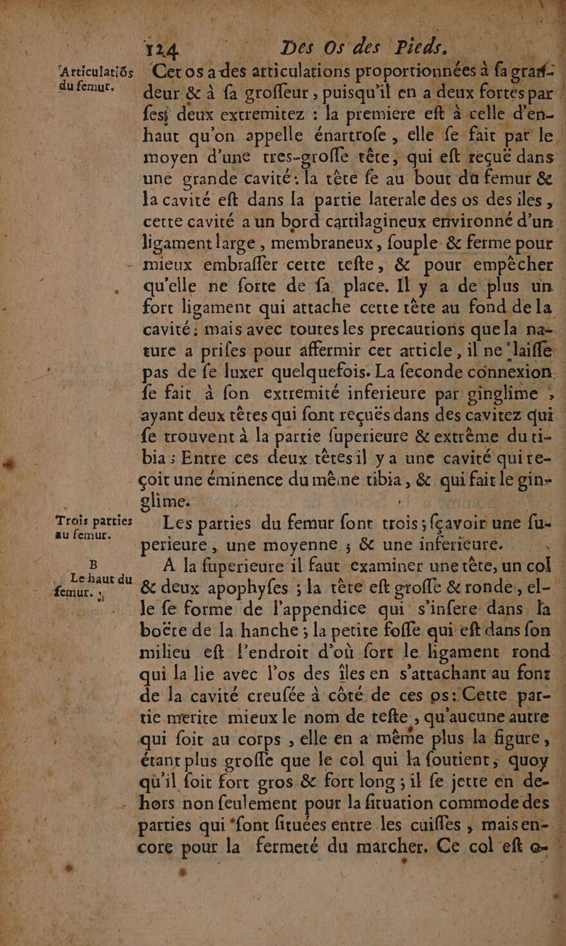 ‘an VUE ee 7 Made - OA AS DATA RM RARE Ti 44 1240: 0 DAT des: Pieds RELENS 4 Articulatiés ‘Cet os a des articulations proportionnées à fa gran | dufnut. deur &amp; à {à groffeur , puisqu'il en a deux fortes par | | fesi deux extremitez : la premiere eft à celle d'en_ haut qu'on appelle énartrofe , elle fe fait pat le. moyen d'une tres-orofle têre, qui eft reçue dans une grande cavité: la tête fe au bout du femur &amp;. Ja cavité eft dans [a partie laterale des os desiles, cette cavité a un bord cartilagineux environné d’un, ligament large , membraneux, fouple &amp; ferme pour | - mieux embrafler cette cefte, &amp; pour empêcher qu'elle ne forte de fa place. Il y a de plus un fort ligament qui attache cette tête au fond dela . cavité: mais avec toutes les precautions quela na ture a prifes pour affermir cet article , il ne‘laiffle pas de fe luxer quelquefois. La feconde connexion fe fait à fon extremité inferieure par ginglime ; . ayant deux têtes qui font recuës dans des cavitez qui {e trouvent à la partie fuperieure &amp; extrème duti- bia ; Entre ces deux tétesil ya une cavité quire- . çoit une éminence du même tibia, &amp; qui fairlegin- © Trois parties Les parties du femur font trois; fçavoir une fu- perieuré , une moyenne ; &amp; une inférieure. ER LRU la fuperieure il faut examiner une tête, un col | femur.…. &amp; deux apophyfes ; la rète eft groffe &amp; ronde, el- Je fe forme de l'appendice qui s'infere dans a boëtre de la hanche; la petite foffe qui eft dans fon milieu eft l'endroit d’où fort le hgament rond qui la lie avec l'os des îles en s’attachant au font . de la cavité creufée à côté de ces ps: Cette par- : ÿ tie merite mieux le nom de tefte , qu'aucune autre . qui foit au corps , elle en à mème plus la figure, | étant plus groffe que le col qui la foutient, quoy qu il foit fort gros &amp; fort long ; il fe jette en de-. + hors non feulement pour la fituation commodedes parties qui ‘font fituées entre les cuifles , maisen- « La ms | do
