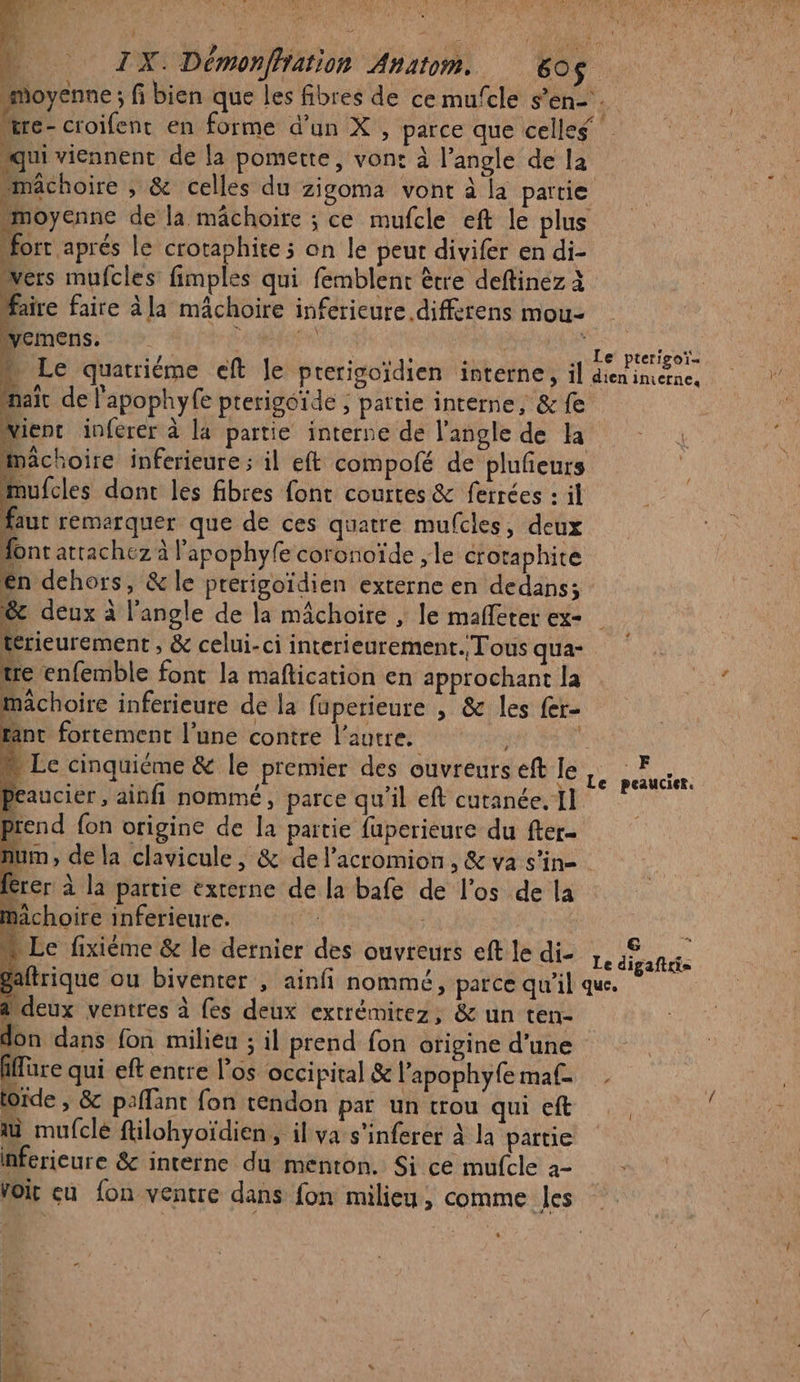 &gt; IX. Démonfhation Anatom. 6oç moyenne ; fi bien que les fibres de ce mufcle s'en- “tre- croifenr en forme d’un X » parce que celles “qui viennent de la pomerte, vont à l'angle de la “mâchoire , &amp; celles du zigoma vont à la partie moyenne de la mâchoire ; ce mufcle eft le plus fort aprés le crotaphite ; on le peut divifer en di- vers mufcles fimples qui femblent ètre deftinez à faire faire à la mâchoire inferieure différens mou- 3 emens; ,: LL SEAT 2 Monet .s Le pterigoï… » Le quatrième eft le prerigoïdien interne, il dien imerne. nait de l'apophyfe prerigéïde ; partie interne, &amp; fe Vient inferer à la partie interne de l'angle de la mâchoire inferieure ; il eft compolé de plufieurs mufcles dont les fibres font courtes &amp; ferrées : il faut remarquer que de ces quatre mufcles, deux font atrachez à l'apophyfe coronoïde ; le croraphite én dehors, &amp; le pterigoïdien externe en dedans; &amp; deux à l'angle de la mâchoire , le mañeter ex- térieurement , &amp; celui-ci interieurement. Tous qua- tre enfemble font la maftication en approchant la mâchoire inferieure de la fuperieure | &amp; les fer- ant fortement l’une contre l’autre. Le cinquiéme &amp; le premier des ouvreurs eft le eaucier , ainfi nommé, parce qu'il eft cutanée. Il end fon origine de la partie fuperieure du fter- im, dela clavicule, &amp; de l’acromion, &amp; va s'ine rer à la partie externe de la bafe de l'os de la michoire inferieure. h Le fixiéme &amp; le dernier des ouvreurs eft le die ,. digañis iftrique ou biventer , ainfi nommé, parce qu’il que. ” l'deux ventres à fes deux extrémitez, &amp; un ten- don dans fon milieu ; il prend fon origine d’une ffüre qui eft entre los occipital &amp; l’'apophyfe ma{- orde , &amp; paflant fon tendon par un trou qui eft x mufclé ftilohyoïdien 3 il va s'inferer à la partie nferieure &amp; interne du menton. Si ce mufcle a- voir cu fon ventre dans fon milieu, comme les : Æ Le peaucier. Dr