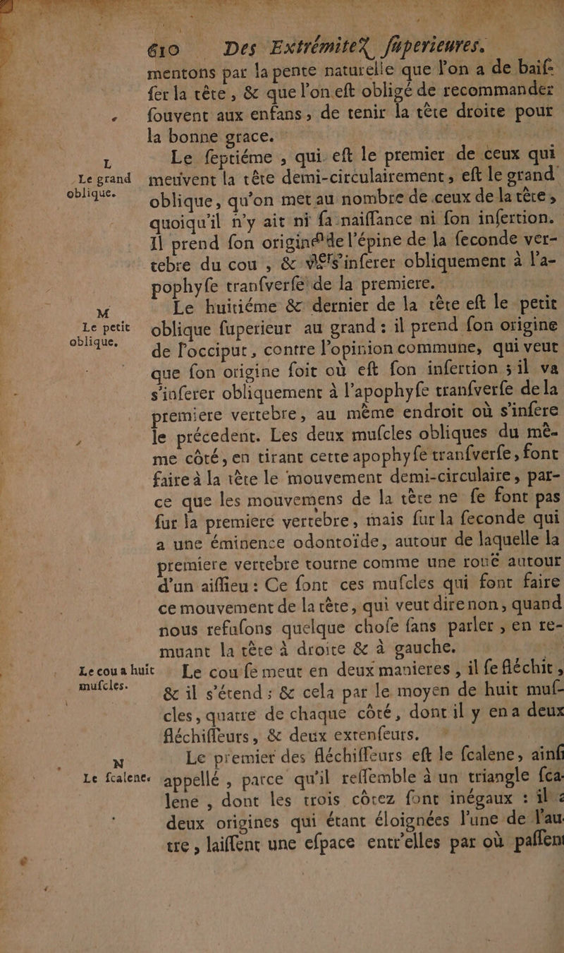 &amp;© Des ExtrémiteX fuperienres. mentons par la pente naturelle que lon a de baif- fer la cête , &amp; que l'on eft obligé de recommandez {ouvent aux enfans, de tenir la tête droite pour É la bonne grace. L APAIYAE à 4 L Le feptiéme , qui. eft le premier de ceux qui Lo. Fe be merivent la tête demi-circulairement, eft le grand * oblique, qu'on metau nombre de .ceux de la tère, quoiqu'il n’y ait ni fa naifflance ni fon infertion. il prend fon origin#de l’épine de la feconde ver- | | cebre du cou , &amp; VÉfs’inferer obliquement à l’a- , pophyfe tranfverfé' de la premiere. $ M Le huitiéme &amp; dernier de la cête eft le petit Ar paie oblique fuperieur au grand : il prend fon origine ‘de l'occiput, contre l'opinion commune, qui veut | que fon origine foit où eft fon infertion sil va Dr s'inferer obliquement à l’apophyfe tranfverfe de la premiere vertebre, au mème endroit où s'infere , le précedent. Les deux mufcles obliques du mê- me côté, en tirant cette apophyfe tranfverfe, font faire à la tête le mouvement demi-circulaire, par- ce que les mouvemens de la tère ne fe font pas fur la premiere vertebre, mais fur la feconde qui a une éminence odontoïde, autour de laquelle la premiere vertebre tourne comme une roué autour d'un aiffieu : Ce font ces mufcles qui font faire : ce mouvement de la rêre, qui veut direnon, quand nous refufons quelque chofe fans parler , en re- muant la tèce à droice &amp; à gauche. ca Le te huit : Le cou fe meut en deux manieres , il fe fléchit,, gil s'étend; &amp; cela par le moyen de huit muf- cles, quatre de chaque côté, dont il y en a deux fléchifleurs, &amp; deux extenfeurs. N Le premier des féchifleurs eft le fcalene, ainf Le fealenes appellé , parce qu'il refemble à un triangle fca: lene , dont les trois côtez font inégaux : il « deux origines qui étant éloignées l'une de J'au tre , laiffent une efpace entr’elles par où paffen