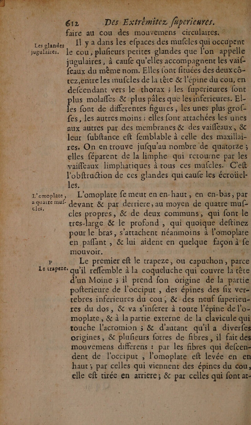 RS TO ENT VE Ve ARR NPA A USINE EL PRET R Se, CAPOT ES nié de À EAU ART: MERE tu À &amp; Te a ide so Et are, ee AURE di )* A Wadi? pré AVES y SU (CHTRES UT « in) Jo HAN he 1 CU SRLEE L PE À | é@i2 Des Extrémitez füperieures. faire au cou des mouvemens circulaires. * Les glandes Îl y a dans les efpaces des mufcles qui occupent jugulaires. le cou, plufeurs petites glandes que l’on appelle jugulaires, à caufe qu’elles accompagnent les vaif- + {eaux du mème nom. Elles font fituées des deux co- Fr | tez,entre les mufcles de la tête &amp; l'épine du cou, en defcendant vers le thorax ; les fupérieures font plus molaffes &amp; plus pales que lesinferieures. El- les fonc de differentes figures , les unes plus grof- fes, les autres moins ; elles font attachées les unes aux autres par des membranes &amp; des vaifleaux, &amp; leur fubftance eft femblable à celle des maxillai- res. On entrouve jufqu'au nombre de quatorze; elles féparent de la limphe qui retourne par les vaiffeaux limphatiques à tous ces mafcles. C'eft À lobftraction de ces glandes qui caufe les écroüel- Les. | | L'emoplete, L'omoplate fe meut en en-haut, en en-bas, par square muf devant &amp; pat derriere, au moyen de quatre muf- : cles propres, &amp; de deux communs, qui font le tres-large &amp; le profond , qui quoique deftinez pour le bras, s’attachent néanmoins à l'omoplare en paflant , &amp; lui aident en quelque façon à*fe mouvoir. | À p Le premier eft le trapeze, ou capuchon, parc Le srapezee Qui] reffemble à la coqueluche qui couvre la tète d’un Moine 3 il prend fon origine de la partie pofterieure de l’occiput , des épines des fix ver-! “rebres inférieures du cou, &amp; des neuf fuperieu- res du dos, &amp; va s’inferer à route l'épine de l’o- moplate, &amp; à la partie externe de la clavicule qui touche l’acromion 5 &amp; d'autant qu'il a diverfes origines, &amp; plufeurs fortes de fibres , il fair des mouvemens differens : par les fibres qui defcen= dent de l'occiput , l’omoplare eft levée en en haut; par celles qui viennent des épines du cou, elle eft virée en arriere; &amp; par celles qui font a
