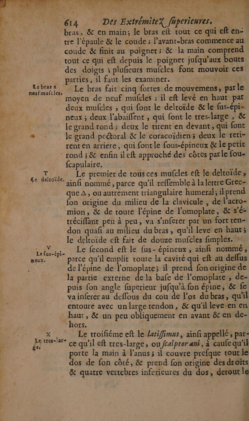 bras, &amp; en main; le bras eft tout ce qui eft en- tre l'épaule &amp; le coude ; l’avanr-bras commence au coude &amp; finit au poignet: &amp; Îa main comprend tout ce qui eft depuis le poignet jufqu’aux bouts des doigts ; plufeurs mufcles font mouvoir ces parties , 1l faut les examiner. DRE Le bras fait cinq fortes de mouvemens, par le moyen de neuf mufcles : il eft levé en haut par deux mufcles ; qui font le deltoïde &amp; le fus-épi- neux ; deux l’abaiffent , qui font le tres-large , &amp; le grand rond; deux le tirent en devant, qui font ni le grand peétoral &amp; le coracoïdiens deux le reti- rent en arriere, qui font le fous-épineux &amp; le petit rond ; &amp; enfin ileft approché des côtes parle fou. fcapulaire. | | | Le premier de tousces mufcles eft le delroide ; ainfi nommé, parce qu'il reffemble à la lettre Grec- que À , ou autrement triangulaire humeral; ilprend fon origine du milieu de la clavicule , de l'acro- mion, &amp; de route l'épine de l’omoplate, &amp; s'é- tréciffant pen à peu, va s'inferer par un fort ten- don quafi au milieu du bras, qu'il leve en haut; le deltoïde eft fait de douze mufcles fimples. ” AO ER Le fecond eft le fus- épineux , ainfi nommé ;, meux:. parce qu'il emplit route la cavité qui eft au deflus de l’épine de l’omoplates il prend fon origine de la partie externe dela bafe de l’omoplate, de- puis fon angle fuperieur jufqu’à fon épine, &amp; fe vainferer au deffous du cou de l’os dubras, qu'il entoure avec unlarge tendon, &amp; qu'il leve-en en haut, &amp; un peu obliquement en avant &amp; en de- hors. | x, Le troifiéme eft le Leriffimus, ainfi appellé, par- de ce qu'il eft res-large, ou falpror ani, à caufe qu'il | porte la main à l’anus 5 il couvre prefque tout le dos de fon côté, &amp; prend fon origine des droits &amp; quatre vertebres inferieures du dos, derout le T &amp;c deltoïde.
