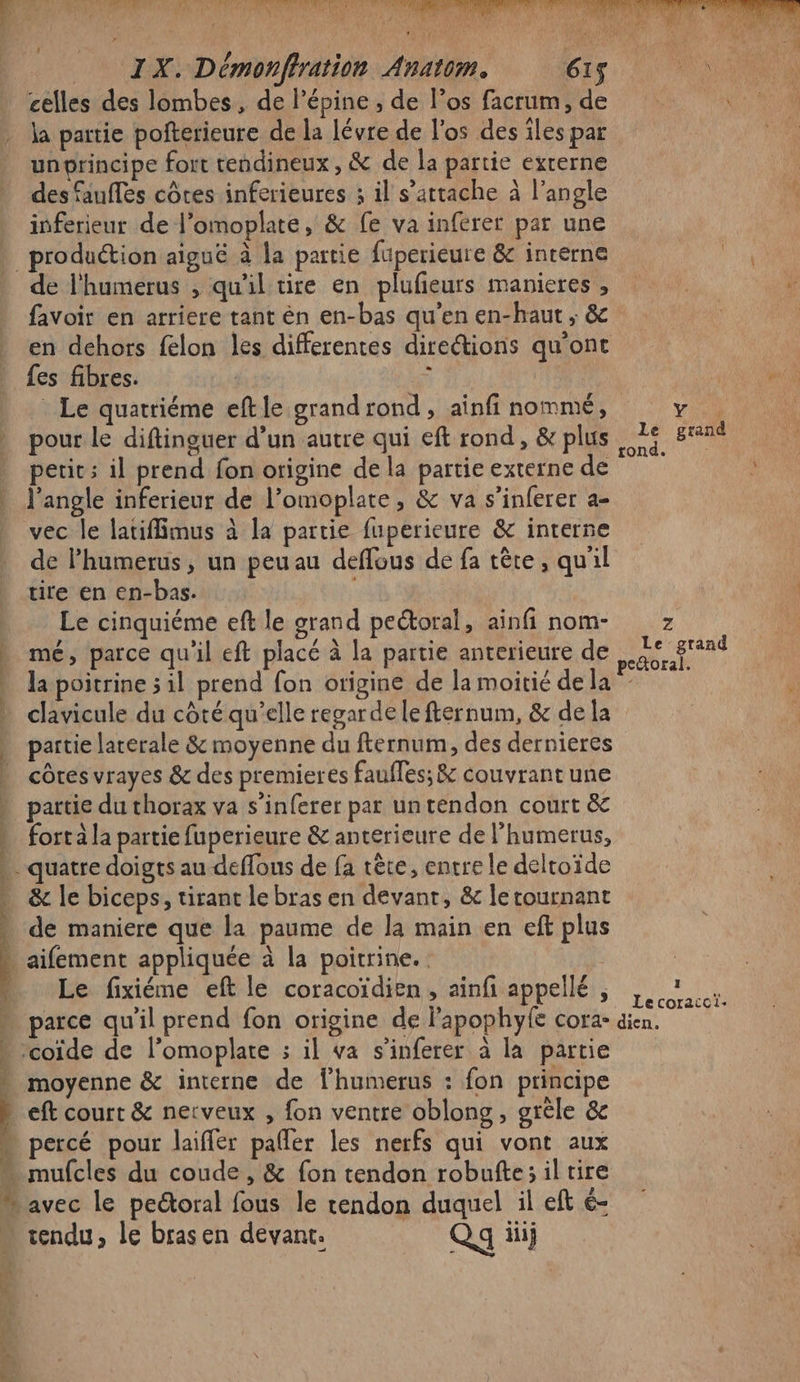 CRISE SR de DONC ve ne ct LE LH EUR SET CNE PS TA Re WA IX. Démonffration Anatom. 615 celles des lombes, de l’épine , de l’os facrum, de la partie poiterieure de la lévre de l'os des iles par unprincipe fort tendineux, &amp; de la partie externe des faufles côtes inferieures ; il s'attache à l'angle inferieur de l’omoplate, &amp; fe va inferer par une LÉ eo di Al + m0) i e LE er Et e de l'humerus , qu'il tire en plufeurs manieres , favoir en arriere tant èn en-bas qu'en en-haut ; &amp; en dehors felon les differentes directions qu'ont fes fibres. | ù | . Le quatriéme eftle grand rond , ainfi nommé, pour le diftinguer d’un autre qui eft rond, &amp; plus petit; il prend fon origine de la partie externe de l'angle inferieur de l’omoplate, &amp; va s’inferer a- de lPhumerus, un peuau deffous de fa tête, qu'il tire en en-bas. À Le cinquiéme eft le grand pectoral, ainfi nom- mé, parce qu'il eft placé à la partie anterieure de la poitrine 5 il prend fon origine de la moitié de la clavicule du côté qu’elle regarde le fternum, &amp; de la partie larerale &amp; moyenne du fternum, des dernieres côtes vrayes &amp; des premieres faufles; &amp; couvrant une partie du thorax va s’inferer par untendon court &amp; fort à la partie fuperieure &amp; anterieure de l’humerus, quatre doigts au deffons de fa tête, entre le deltoïde &amp; le biceps, tirant le bras en devant, &amp; le tournant de maniere que la paume de la main en ef plus Le fixiéme eft le coracoïdien, ainf appellé , parce qu'il prend fon origine de lapophyfe cora- moyenne &amp; interne de f’humerus : fon principe eft court &amp; nerveux , fon ventre oblong, grêle &amp; tendu, le brasen devant. Qg iiij I Lecoracoi- dien.