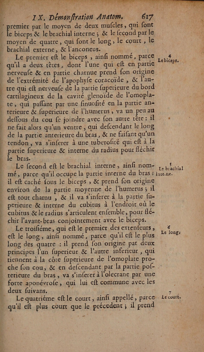 | À ù $ | 4 ‘4 3) gs 4 - IX. Démanfiration Anatom. 617 remier par le moyen de deux mufcles, qui font le biceps &amp; le brachial interne ; &amp; le fecond par le moyen de quatre, qui font le long , le court , le Le premier eft le biceps , ainfi nommé, parce qu'il a deux têces, dont l’une qui eft en partie nerveufe &amp; en partie charnue prend fon origine de l'extrémité de l’apophyfe coracoïde , &amp; l'au- tre qui eft nerveufe de la partie fuperieure du bord cartilagineux de la cavité glenoïde de l'omopla- o Lebiceps. terieure &amp; fuperieure de l’humerus, va un peu au deffous du cou fe joindre avec fon autre tête: il + ne fait alors qu'un ventre , qui defcendant le long de la partie anterieure du bras, &amp; ne faifant qu'un partie fuperieure &amp; interne du radius pour fléchit le bras. je Le fecond eft le brachial interne, ainfi nom- RE mé, parce qu'il occupe la partie interne du bras à inte.ne. il eft caché fous le biceps » &amp; prend fon origine environ de la partie moyenne de l’humerus 3 il eft tout chatnu , &amp; il va s’inferer à la partie fu- perieure &amp; interne du cubitus à l’endroic où le cubitus &amp; le radius s’articulenc enfemble, pour flé- chir l’avant-bras conjointement avec le biceps. Le troifiéme, qui eft le premier des extenfeurs, € Le longs long des quatre : il prend fon origine par deux principes l'un fuperieur &amp; l’autre inferieur , qui che fon cou, &amp; en defcendant par la partie pof- terieure du bras , va s’inferer à l'olecrane par une forte aponévrofe, qui lui eft commune avec les ne 7 Le quatriéme eft le court, ainfi appellé, parce: Lecourt. æ