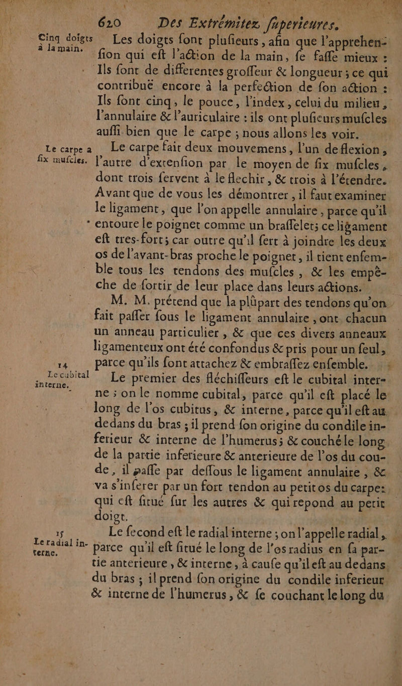 EVA OA M _e | 9 Ke Cinq doigts Les doigts font plufieurs , afin que l'apprehen- RÉEnd Dr qui eft l'aétion de la main, fe fafle mieux : - Ils fonc de differentes groffeur &amp; longueur ; ce qui contribué encore à la perfection de fon action : Ils font cinq, le pouce, l'index, celui du milieu, l’annulaire &amp; l’auriculaire : ils ont plufieursmufcles aufh-bien que le carpe ; nous allons les voir. Le carpe a Le carpe fair deux mouvemens, l’un de flexion, fx mufcle. l’autre d’extenfion par le moyen de fix mufcles , dont trois fervent à le flechir, &amp; trois à l’écendre. À vant que de vous les démontrer, il fautexaminer le ligament, que l’on appelle annulaire, parce qu’il ‘ entoure le poignet comme un braffelet; ce ligament eft tres-fort; car outre qu'il fert à joindre les deux os de l’avant-bras proche le poigner, il tient enfem- * ble tous les tendons des mufcles, &amp; les empé- che de fortir de leur place dans leurs actions. M. M. prétend que la plüpart des tendons qu’on. fait paffer fous le ligament annulaire , ont. chacun un anneau particulier , &amp; que ces divers anneaux ligamenteux ont été confondus &amp; pris pour un feul,. 14 parce qu'ils font attachez &amp; embraflez enfemble. 4 ot. MÉeiptemier des fléchifleurs eft le cubital inter- ne; on le nomme cubital, parce qu'il eft placé le long de l'os cubitus, &amp; interne, parce qu'ileft au. dedans du bras ; il prend fon origine du condilein- ferieur &amp; interne de l’humerus; &amp; couchéle long de la partie inferieure &amp; anterieure de l’os du cou- de, il gaffe par deffous le ligament annulaire | &amp; va s'inferer par un fort tendon au petitos du carpe: qui eft firué fur les autres &amp; quirepond au petit doiot. to 5 Le fecond eft le radialinterne son l'appelle radial, geradilin- parce qu'il eft fitué le long de l’osradius en fa par- tie anterieure , &amp; interne, à caufe qu’ileft au dedans, du bras ; il prend fon origine du condile inferieur &amp; interne de l'humerus, &amp; fe couchant lelong du.