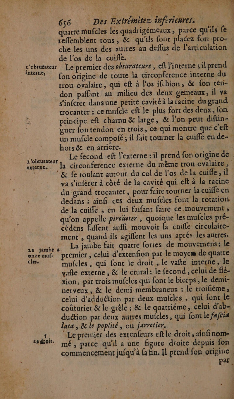 655 Des Extrémitez inferienres. quarre mufcles les quadrigémeaux , parce qu'ils fe reflemblent tous, &amp; qu'ils fonc placez fort pro- che les uns des autres au deflus de l'articulation de l'os de la cuifle. dt L'ebrutateur Le premier des obturateurs , eft interne sil prend R% fon origine de toute la circonference interne du + don paffant au milieu des deux gemeaux, il va trocanter : ce mufcle eft le plus fort des deux, fon guer fon tendon en trois, ce qui montre que c'eft hors &amp; en arriere. L'obturateur extcinee. ‘&amp; {e roulant autour du col de l'os de la cuifle, il va s’inferer à côté de la cavité qui eft à la racine du grand trocanter, pour faire tourner la cuifle en dedans : ainfi ces deux mufcles font la rotation de la cuiffe ; en lui faifant faire ce.mouvement , qu’on appelle péroxeter , quoique les mufcles pré- cédens faflent aufli mouvoir la cuiffe circulaire- ment , quand ils agiffent les uns aprés les autres. sa jambes La jambe fait quatre fortes de mouvemens: le ensemuf- premier, celui d’extenfion par le moyemæ de quatre cie mufcles, qui font le droit , le vafte interne, le vafte externe , &amp; le crural: le {econd , celui de flé- nerveux, &amp; le demi membraneux : le troifiéme, coûturier &amp; le grèle : &amp; le quatriéme , celui d’ab- duétion par deux autres mufcles, qui font le fafcia lata , &amp; le poplité, ou jarretier. ARR AA Le premier des extenfeurs eft le droit ; ainfinom- £ @L out. à par