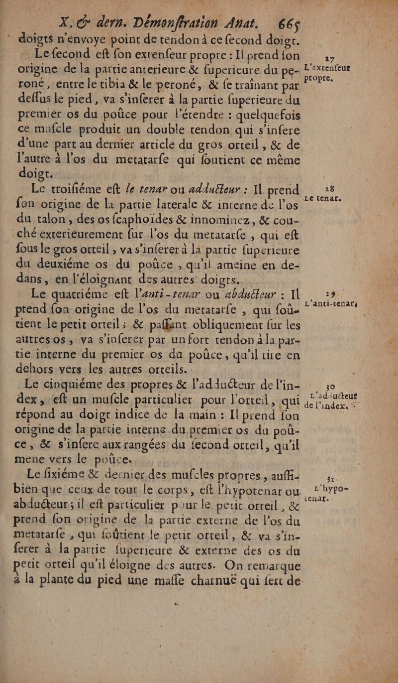 LL « ONF A AT AN] . (y ? LE TT X. © dern. Démonffration Anat. 66 doigts n'envoye point de tendon à ce fecond doigr. _ Lefecond eft fon exrenfeur propre:Ilprendion ;, origine de la partie anterieure &amp; fuperieure du pe- PE roné , entre le tibia &amp; le peroné, &amp; fe craînanc par ©?” deffus le pied, va s’inferer à la partie fuperieure du premier os du poûce pour l’étendre : quelquefois ce mufcle produit un double tendon qui s’infere d'une part au dernier article du gros orteil , &amp; de l’autre à l'os du metatarfe qui foutient ce mème doigt. Le troifiéme eft /e terar ou adAuëleur : Il prend 8 SA . ;s Letenar. fon origine de la partie lacerale &amp; interne de l’os du talon, des os{caphoiïdes &amp; innominez, &amp; cou- ché exteriéurement fur l’os du meratarfe , qui eft fous le gros orteil ; va s’inferer à la partie fuperieure du deuxiéme os du poûce , qu'il ameine en de- dans, en l’éloignant des autres doigts. Le quatriéme eft l’auti-reuar où abdnéteur : I 29 is , ; A L anti-teñaté4 prend fon origine de l’os du metararfe , qui foù- tuent le petit orteil; &amp; pafant obliquement fur les autresos, va s’inferer par un fort cendon à la par- | tie interne du premier os du poûce, qu'il tire en | dehors vers les autres orteils. | Le cinquiéme des propres &amp; l’adduéteur de l'in 30 | dex , ft un mufcle particulier pour l'onteil, qui jeter répond au doigt indice de la main : Il prend fon | origine de la partie interne du premier os du poû- ce, &amp; s'inferc aux rangées du {econd orteil, qu'il mene vers le poûce. Le fixiéme &amp; dernier. des mufcles propres, auf- k bien que ceux de tour le corps, eft l'hypotenar ou r'yre- abduéteur ; il eft particulier pour le perit orreil , &amp; RER prend fon origine de la partie externe de l'os du metatarfe , qui foûtient le petit orteil, &amp; va s’in- ferer à la partie fuperieure &amp; externe des os du peut orteil qu'il éloigne des autres. On remarque à la plante du pied une mafle charnuë qui {ert de [2 ét