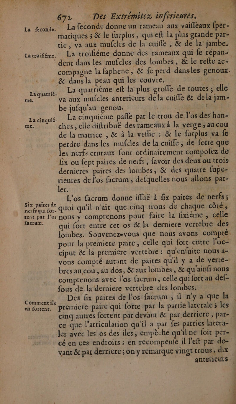 La feconde donne un rameau aux vaifleaux (per: maciques 5 &amp; le furplus, qui eft la plus grande par- tie, va aux mufcles de la cuiffe , &amp; de la’ jambe. Latroifiéme. La troifiéme donne des rameaux qui fe répan- ‘ dent dans les mufcles des lombes, &amp; le refte ac- compagne la faphene, &amp; fe perd dansles genoux. &amp; dansla peau qui les couvre. . He laquuié LA quatriéme eft la plus groffe de toutes ; elle me. va aux mufcles anterieurs dela cuifle &amp; dela jam- be jufqu'au genou. | Lacinquié La Cinquième paffe par le trou de l'os des han- me. ches , elle diftribué des rameaux à la verge ; au cou de la matrice , &amp; à la veflie ; &amp; Le furplus va fe perdre dans les mufcles de la cuifle , de forte que les nerfs cruraux font ordinairement compofez de fix ou fept paires de nerfs, favoir des deux ou trois dernieres paires des lombes, &amp; des quatre fupe- rieures de l'os facrum , defquelles nous allons par- ler. CTI : Done L’os facrum donne ifluë à fix paires de nerfs ; 1 quoi qu'il n'ait que cinq trous de chaque côté, een par l'os nous y comprenons pour faire la fixiéme , celle ferum. Qui fort entre cet os &amp; la derniere vertebre des lombes. Souvenez-vous que nous avons compté pour la premiere paire, celle qui fort entre l'oc- ciput &amp; la premiere vertebre : qu'enfuite nous a- vons compté autant de paires qu'il y a de verte- bres au cou , au dos, &amp; aux lombes, &amp; qu'ainfi nous comprenons avec l'os facrum, celle qui fort au def- fous de la derniere vertebre des lombes, | Des fix paires de l'os facrüim , il n’y a que la premiere paire qui forte par la partie laterale; les cinq autres fortent par devant &amp; par derriere , par- ce que l'articulation qu'il a par fes parties latera- les avec les os des iles, empèche qu'ilne foit per- cé en ces endroits ; en recompenfe il l’eft par de- vant &amp; par derriere ; on y remarque vingt trous, dix | | anterieuts La feconde. Fr Comment ils en fortent.
