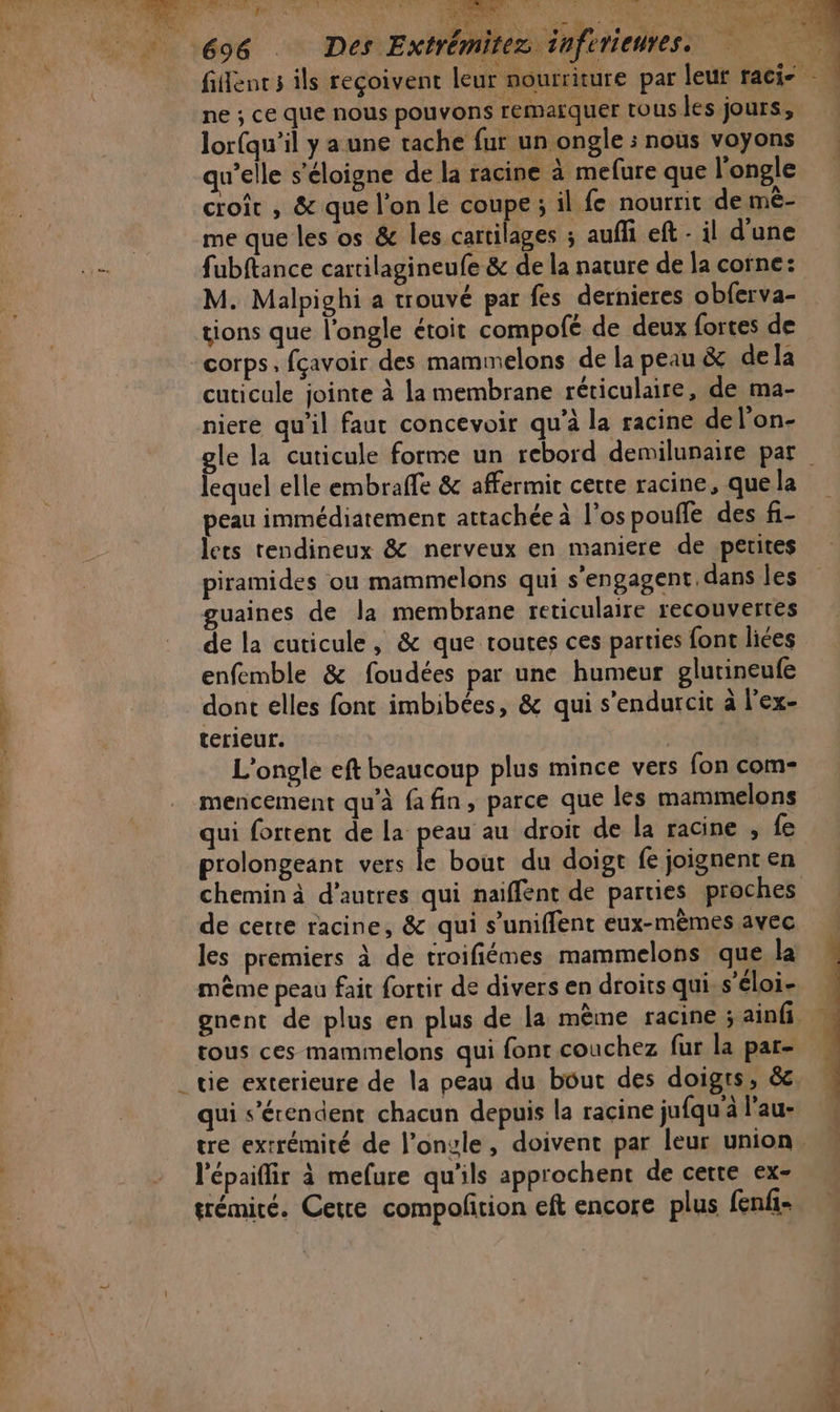 ne ; ce que nous pouvons remarquer tous les jours, lorfqu’il y a une tache fur un ongle : nous voyons qu’elle s'éloigne de la racine à mefure que l'ongle croit , &amp; que l’on le coupe; il fe nourrit de mê- me que les os &amp; les cartilages ; aufli eft - il d’une fubftance cartilagineufe &amp; de la nature de la corne: M. Malpighi a trouvé par fes dernieres obferva- tions que l'ongle étoit compofé de deux fortes de corps, fçavoir des mammelons de la peau &amp; dela cuticule jointe à La membrane réticulaire, de ma- niere qu'il faut concevoir qu’à la racine del'on- lequel elle embraffe &amp; affermit cette racine, que la peau immédiatement attachée à l’os pouffe des f- lers rendineux &amp; nerveux en maniere de petites piramides ou mammelons qui s'engagent. dans les guaines de la membrane reticulaire recouvertes de la cuticule, &amp; que routes ces parties font liées enfemble &amp; foudées par une humeur glurineufe dont elles font imbibées, &amp; qui s’endurcit à l’ex- terieur. L'ongle eft beaucoup plus mince vers fon com- mencement qu'à fa fin, parce que les mammelons qui fortent de la peau au droit de la racine , fe prolongeant vers le bout du doigt fe joignent en chemin à d’autres qui naiffent de parties proches de certe racine, &amp; qui s’uniffent eux-mèmes avec les premiers à de troifiémes mammelons que la même peau fait fortir de divers en droits qui, s’éloi- tous ces mammelons qui font couchez fur la par- qui s’érendent chacun depuis la racine jufqu à l'au- l'épaifir à mefure qu'ils approchent de cette ex- trémité. Cete compofition eft encore plus fenfi-