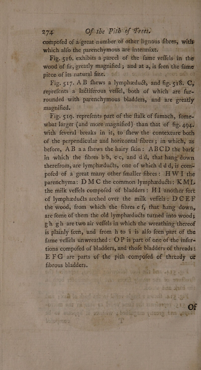 compofed of a(great number of other lignous fibres, with: which alfo the parenchymous are intermixt. © 9 {ro0 3 Fig. 516. exhibits a parcel of the fame veffels in the wood of fir, greatly magnified; and ata, is feen the fame pitce: of its:natural fize. «¢ » ; goo on}, crag Fig. 517: . AB fhews a sy caaeetatle Sond fe. 518. C; . reprefents a Iaéiferous Veflel, both of which are fur- rounded with eT bladders, and: are ih magnified. Fig. 519. reprefents part of the ftalk of Aine, Filhie- what larger (and more magnified). than that of fig. 404~ with féveral breaks in it, to fhew the contexture both of the perpendicular and horizontal'fibres ; in which, as before, AB aa fhews the hairy fkin: ABCD the bark in which the fibres bb, cc, and dd, that hang*down therefrom, are lymphaeducts, one of which dd d,is com= pofed of a great many other {maller-fibres : HW the parenchyma: D MC the common lymphaduéts: KML the milk veffels compofed of bladders : HI ‘another fort of lympheduéts arched over the milk veflels': DC EF the wood, from which ‘the fibres e f, that ° ‘hang ‘down, are fome of them the old lympha:duéts turned into wood; gh gh aretwo air veflels in shah 3 the wreathing ‘thereof is plainly feen, and from h to i is alfo feen ‘part of the fame veflels unwreathed: OP is part of one of ‘the infer tions compofed of bladders, and’ thofe bladders: of threads :. E FG are ‘parts of the pith :compofed of eiteady or foe pre bladders. ‘£2