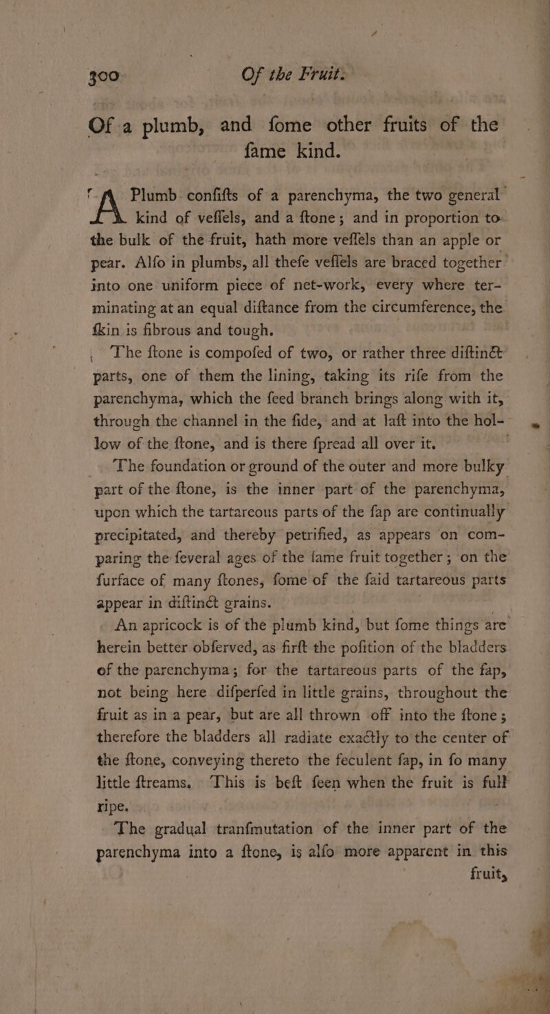 OF a plumb, and Git other fruits of the fame kind. | Plumb. confifts of a parenchyma, the two general” kind of veffels, and a ftone; and in proportion to: the bulk of the fruit, hath more veffels than an apple or pear. Alfo in plumbs, all thefe veflels are braced together’ into one uniform piece of net-work, every where ter- minating at an equal diftance from the circumference, the {kin is fibrous and tough. _ The ftone is compofed of two, or rather three diftine&amp; parts, one of them the lining, taking its rife from the parenchyma, which the feed branch brings along with it, through the channel in the fide, and at laft into the hol- low of the ftone, and is there fpread all over it. The foundation or ground of the outer and more bulky part of the ftone, is the inner part of the parenchyma, upon which the tartareous parts of the fap are continually precipitated, and thereby petrified, as appears on com- paring the feveral ages of the fame fruit together ; on the furface of many ftones, fome of the faid tartareous parts appear in diftinct grains. An apricock is of the plumb kind, but fome things are’ herein better obferved, as firft the pofition of the bladders of the parenchyma; for the tartareous parts of the fap, not being here difperfed in little grains, throughout the fruit as in a pear, but are all thrown off into the ftone; therefore the bladders all radiate exactly to the center of the ftone, conveying thereto the feculent fap, in fo many little ftreams. This is beft feen when the fruit is ful® ripe. | The gradual tranfmutation of the inner part of the parenchyma into a ftone, is alfo more apparent in this fruit,