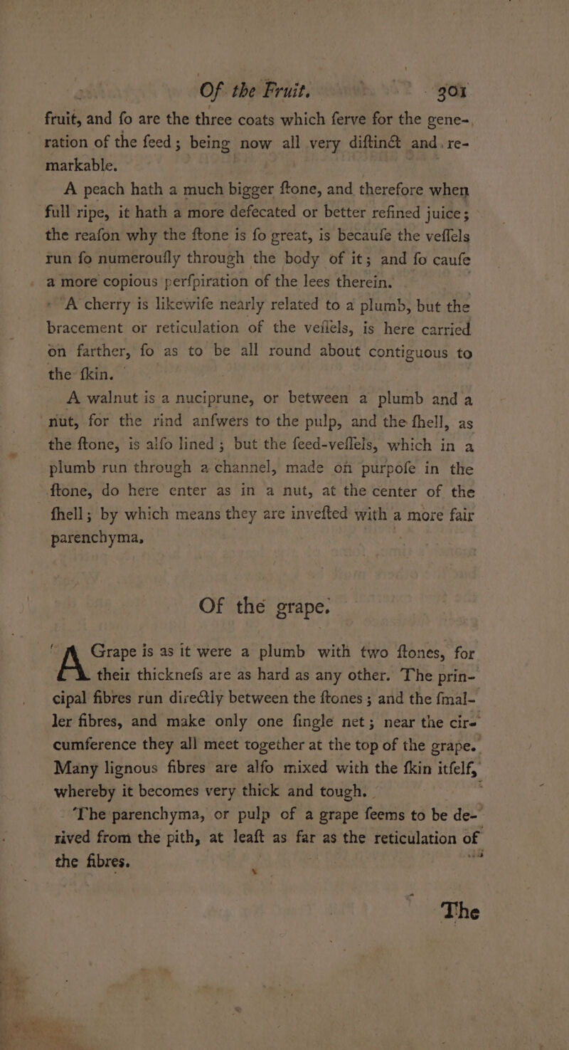 fruit, and fo are the three coats which ferve for the gene-, markable. } A peach hath a much bigger ftone, and therefore when full ripe, it hath a more defecated or better refined juice; the reafon why the ftone is fo great, is becaufe the veffels run fo numeroufly through the body of it; and fo caufe “A cherry is likewife nearly related to a plum, but the bracement or reticulation of the veilels, is here carried on farther, fo as to be all round about contiguous to the fkin. | A walnut is a nuciprune, or between a plumb anda nut, for the rind anfwers to the pulp, and the fhell, as the ftone, is alfo lined; but the feed-veflels, which in a plumb run through a channel, made on purpofe in the ftone, do here enter as in a nut, at the center of the fhell; by which means they are invefted with a more fair parenchyma, , Of the grape. Grape is as it were a plumb with two ftones, for their thicknefs are as hard as any other. The prin- cipal fibres run direCly between the ftones ; and the fmal- ler fibres, and make only one fingle net; near the cire cumference they all meet together at the top of the grape. Many lignous fibres are alfo mixed with the fkin itfelf, whereby it becomes very thick and tough. | ’ ‘The parenchyma, or pulp of a grape feems to be de- rived from the pith, at leaft as far as the reticulation of the fibres. g ~ The ‘Oia. Lo En