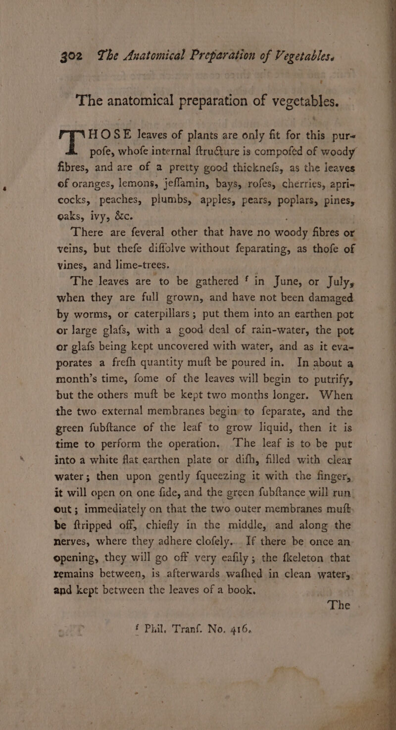 The anatomical preparation of vegetables. -&amp; H OSE leaves of plants are only fit for this pur fibres, and are of a pretty good thicknefs, as the leaves of oranges, lemons, jeflamin, bays, rofes, cherries, apri« cocks, peaches, plumbs, apples, pears, poplars, pines, oaks, ivy, &amp;c. There are feveral other that have no ments fibres or veins, but thefe diffolve without feparating, as thofe of vines, and lime-trees. The leaves are to be gathered f in June, or July, when they are full grown, and have not been damaged by worms, or caterpillars; put them into an earthen pot or Jarge glafs, with a good deal of rain-water, the pot or glafs being kept uncovered with water, and as it eva= porates a frefh quantity muft be poured in. In about a month’s time, fome of the leaves will begin to putrify, but the others muft be kept two months longer. When the two external membranes begin to feparate, and the green fubftance of the leaf to grow liquid, then it is time to perform the operation. The leaf is to be put into a white flat earthen plate or difh, filled with clear water; then upon gently fqueezing it with the finger, out ; immediately on that the two outer membranes muft be ftripped off, chiefly in the middle, and along the nerves, where they adhere clofely... If there be once an’ opening, they will go off very eafily; the fkeleton that remains between, is afterwards wafhed in clean waters, and kept between the leaves of a book, ee