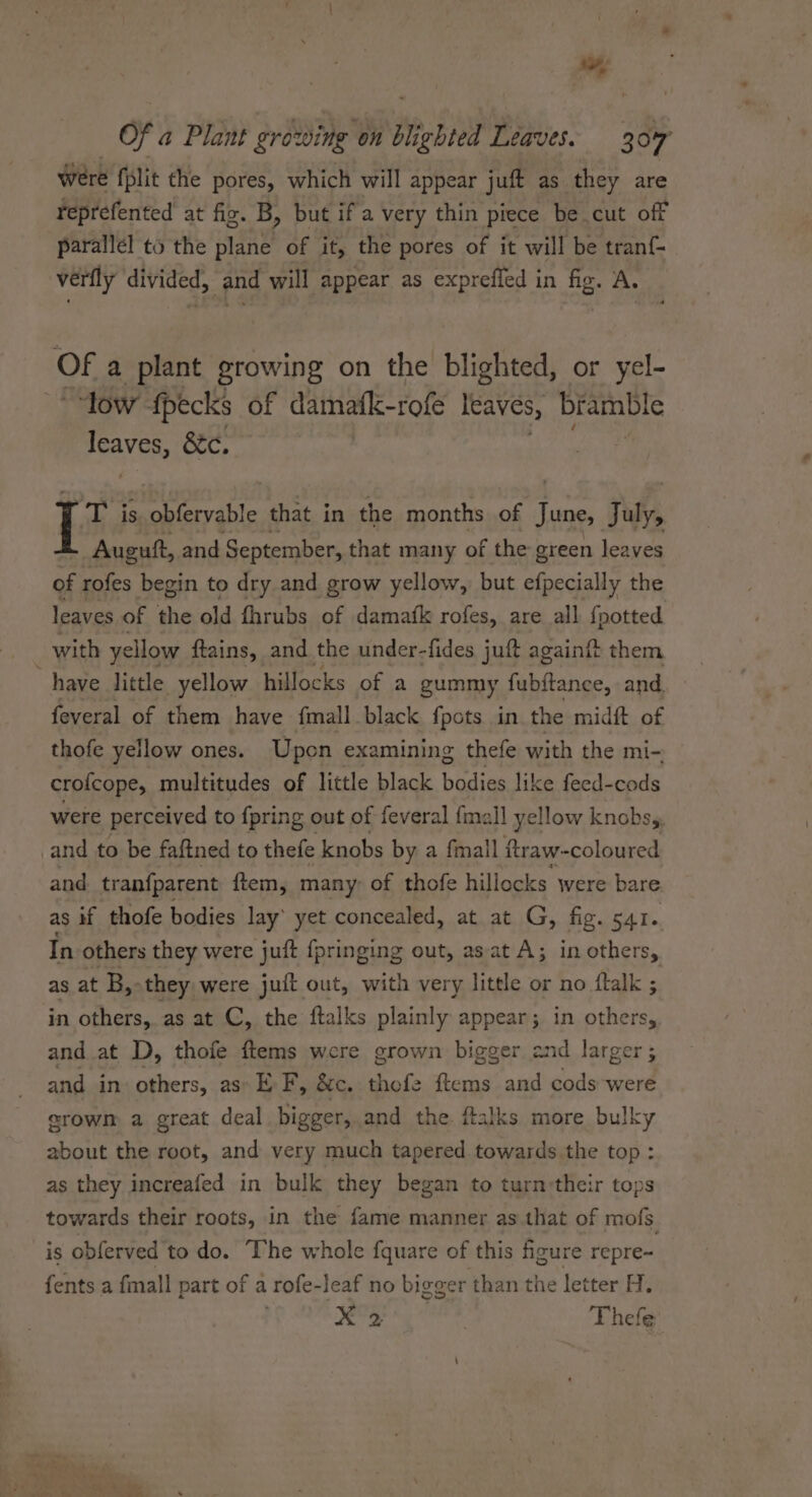 were fplit the pores, which will appear juft as they are reprefented at fiz. B, but if a very thin piece be cut off parallel to the plane of it, the pores of it will be tran{- verily divided, and will appear as expreffed in fig. A. OF a plant growing on the blighted, or yel- ‘low fpecks of datnalk-rofe leaves, bramble pPAY Es 8c, T is aerate that in the months of June, i Auguft, and September, that many of the green leaves of rofes begin to dry and grow yellow, but efpecially the leaves of the old fhrubs of damafk rofes, are all fpotted . with yellow ftains, and the under-fides juft againift them have little yellow hillocks of a gummy fubftance, and. feveral of them have fmall black fpots in the midft of thofe yellow ones. Upcon examining thefe with the mi- crofcope, multitudes of little black adie like feed-cods were perceived to {pring out of feveral {mall yellow knobs,, and to be faftned to thefe knobs by a fmall ftraw-coloured and tranf{parent ftem, many: of thofe hillocks were bare as if thofe bodies lay’ yet concealed, at at G, fig. 541. In others they were juft {pringing out, asat A; in others, as at B, they were juft out, with very little or no flalk ; in others, as at C, the ftalks plainly appear; in others, and at D, thofe ftems were grown bigger and larger ; and in others, as EF, &amp;c. thefe ftems and cods were erowm a great deal bigger, and the. ftalks more bulky about the root, and very much tapered towards the top : as they increafed in bulk they began to turn:their tops towards their roots, in the fame manner as.that of mofs. is obferved to do. “The whole fquare of this figure repre- fents a fmall part of a rofe-leaf no bigger ‘than the letter H. X°2 Thefe