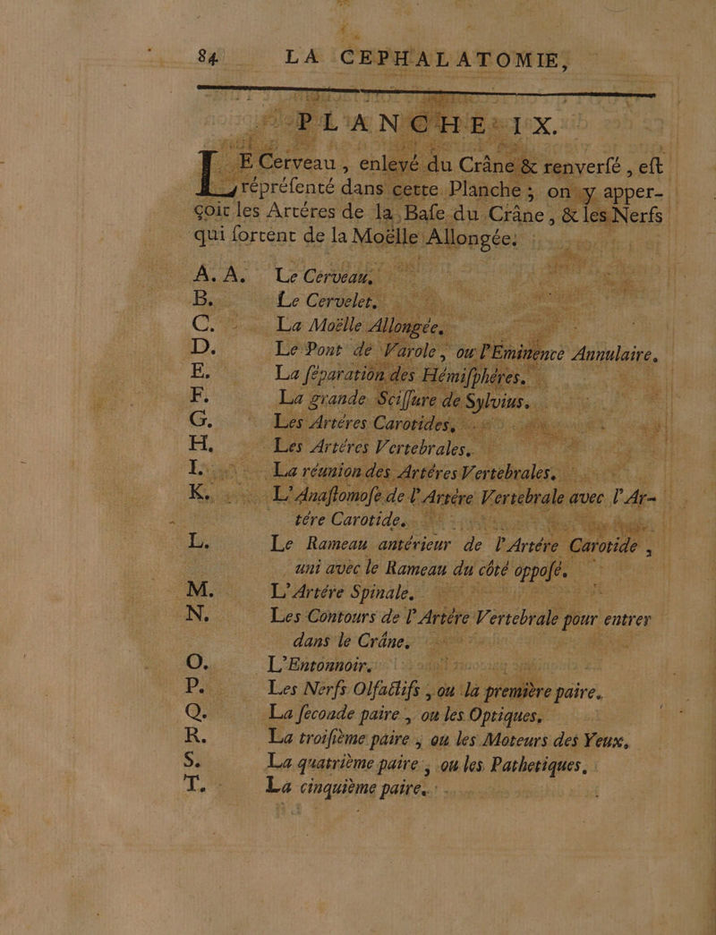 HE e: a gai Ti æ Lis * Le ben) nr SO Ho “e ae À Ana] LA Re 5 tére ae Ta is wi 4 Les Les Nerfs Olfattifs, a: dé me dre paire. CR, LL, Se _: à