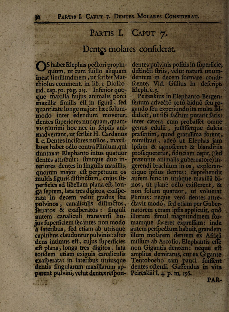 , Partis I. Caput 7. Dentgs molares confiderat. habet Elephas peftori propin- quum, ut cum fuillo aliquam ineat fimilitudinem, ut fcribit Mat- thiolus comment. in lib.2 Diofco rid> cap. fo. pag. 21?. Inferior quo¬ que maxilla hujus animalis porci maxillae fimilis eft in figura, fed quantitate longe major: haec folum- xnodo inter edendum movetur, dentes fupetiores nunquam, quam» vis plurimi hoc nec in feipfis ani- maa vertant, ut fcribit H. Cardanus I. c. Dentes incifores nullos, maxil¬ lares habet ofto contra Plinium,qui duntaxat Elephanto intus quatuor dentes attribuit : funtque duo in¬ teriores dentes in lingulis maxillis, quorum major eft perpetuum os multis figuris diftinftum, cujus fu- perficies ad libellam plana eft, lon¬ ga feptem, lata tres digitos, exafpe- rata in decem velut gradus feu pulvinos, canaliculis diftin&os, ferratos & exafperatos : finguli autem canaliculi transverfi nu* jus fuperficiem fecantes non modo a lateribus, fed etiam ab utrisque capitibus clauduntur pulvinis : alter dens intimus eft, cujus fuperficies eft plana, longa tres digitos, lata totidem etiam exiguis canaliculis exafperata: in lateribus utriusque dentis lingularum maxillarum ap¬ parent pulvini, yelut dentes relpon- dentes pulvinis pofitis in fuperficie, diftin&i ftriis, velut natura unum- ' dentem in decem formare condi- fcente. Vid. Gillius in defeript. Eleph. c. Peireskius in Elephanto Bergen- ferium advefto toto biduo feu ro¬ gando feu experiundo ita multa ad¬ didicit 1 ut fibi faftum putarit fatis: inter caetera cum probaflet omne genus edulii , juilifletque dulcia prsefertim, quod gratiffima forent, miniftrari, adeo ut Elephas jam ipfum & agnofeeret 8c blanditiis profequeretur, fiduciam cepit, (fed praeunte animalis gubernatore) in- erendi brachium in os, exploran- ique ipfius dentes: deprehendit autem hinc in utraque maxilla bi¬ nos, ut plane o£to exifterent , 8c non folum quatuor, ut voluerat Plinius: neque vero dentes attre- ftavit modo, fed etiam per Guber¬ natorem ceram ipfis applicuit, quo illorum fimul magnitudinem for- mamque faceret expreffam: inde autem perfpe&um habuit, grandem illum molarem dentem ex Africa miffum ab Arcofio, Elephantis efle non Gigantis dentem; neque eft amplius demiratus, cur ex Gigante Teutoboeho tam pauci fuiffent dentes oftenfi. Gafiendus in vita, Peireskiii L 4. p. m. 1 PAR-