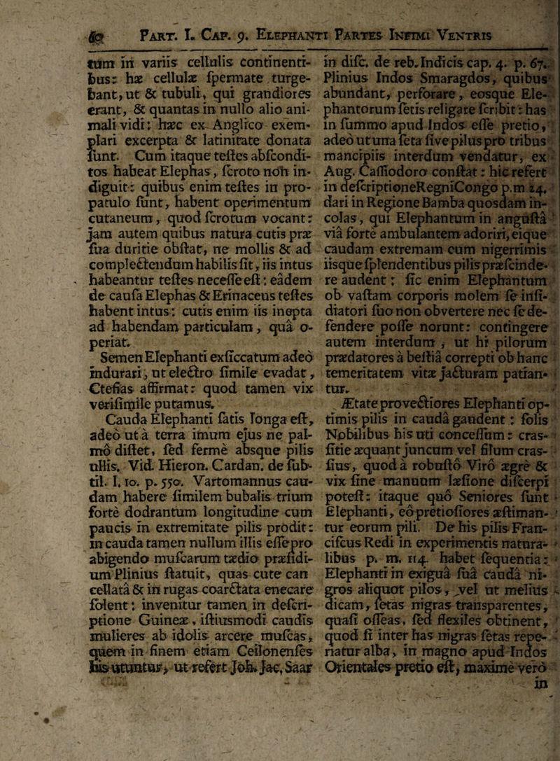 tum in variis cellulis continenti» tus: hx cellulae fpermate, turge¬ bant, ut & tubuli ♦ qui grandiores erant, 8c quantas in nullo alio ani¬ mali vidi: haec ex~Anglico exem- ?>lari excerpta 5t latinitate donata unt. Cum itaque teftes abfcondi- tos habeat Elepnas, fcroto non in¬ diguit: quibus enim teftes in pro¬ patulo funt, habent operimentum cutaneum, quod fero tum vocant: jam autem quibus natura cutis prae fua duritie obftat, ne mollis Sc ad compleftendam habilis fit, iis intus habeantur teftes necefle eft: eadem de caufa Elephas & Erinaceus teftes habent intus: cutis enim iis inepta ad habendam particulam, qua o- periat. Semen Elephanti exftccatrum adeo indurari , ut eleftro fimile evadat, Ctefias affirmat: quod tamen vix verifimile putamus. Cauda Elephanti fatis longa eft, adeo ut a terra imum ejus ne pal¬ mo diff et, fed ferme absque pilis ullis. Vidi Hieron. Cardan. de fub- til. I. io. p. 550. Vartomannus cau¬ dam habere fimilem bubalis trium forte dodrantum longitudine cum paucis in extremitate pilis prodit: in cauda tamen nullum illis efTepro abigendo mufcanim taedio prandi¬ um Plinius ftatuit, quas cute can cellata Sc in rugas coarftata enecare fblent: invenitur tamen in deferi- ptione Guineae, iftiusmodi caudis mulieres ab idolis arcere mufeas, quem in finem etiam Ceilonenfes te utuntor* ut refert JokJactSaar in dife. de reb. Indicis cap. 4. p. 67* , Plinius Indos Smaragdos, quibus abundant, perforare, eosque Ele¬ phantorum fetis religare feribit: has in fiimmo apud Indos efle pretio, adeo ut una feta fi ve pilus pro tribus mancipiis interdum vendatur, ex Aug. Cafliodoro conftat: hic refert in defcriptioneRegniCongo p.m 24. dari in Regione Bamba quosdam in¬ colas, qui Elephantum in angufta via forte ambulantem adoriri, eique caudam extremam eum nigerrimis iisque fplendentibus pilis praefande- re audent r fic enim Elephantum ob vaftam corporis molem fe infi- diatori luo non obvertere nec fe de¬ fendere poffe norunt: contingere autem interdum , ut hi pilorum praedatores a beftia correpti ob hanc temeritatem vitae ja£furam patian* tor. JItate proveftiores Elephanti op¬ timis pilis in cauda gaudent; fblis Nobilibus his uti conceflhm: cras- fitie aequant juncum vel filum cras- fius, quod a robufto Viro aegre 8c vix fine manuum Iaefione difcerpi poteft: itaque quo Seniores funt - Elephanti,, eopretiofiores aeftiman- ,* tur eorum pili, De his piEs Fran- cifcusRedi in experimentis natura- * libus p. m. 114. habet fequentia: ; Elephanti in exigua fua cauda ni¬ gros aliquot pilos, ^.vel ut melius dicam, letas nigras transparentes, quaff ofleas, fed flexiles obtinent, K quod fi inter has nigras fetas repe- natur alba , in magno apud Indos Orienti pretio eft, maxime vero ^ • 'C- ' c* in 1
