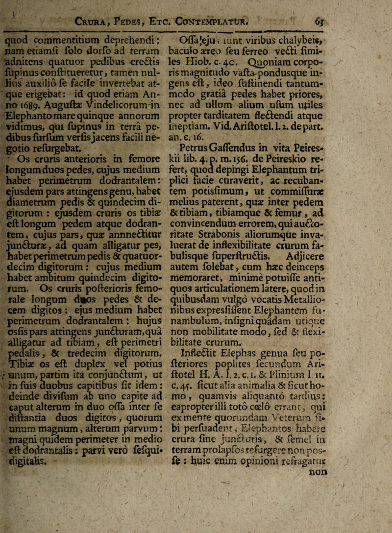 quod commentitium deprehendi; nam etiamfi folo dorfo ad terram adnitens quatuor pedibus ere£tis lupinus conftitueretur, tamen nul¬ lius auxilio fe facile invertebat at¬ que erigebat: id quod etiam An¬ no 1689. Auguftae Vindelicorumfin Elephanto mare quinque annorum vidimus, qui fupinus in terra pe¬ dibus furfum verfis jacens facili ne¬ gotio refurgebat. * Os cruris anterioris in femore longum duos pedes, cujus medium habet perimetrum dodrantalem: ejusdem pars attingens genu, habet diametrum pedis & quindecim di¬ gitorum : ejusdem cruris os tibiae eft longum pedem atque dodran¬ tem , cujus pars, quae annne&itur junfturae, ad quam alligatur pes, habet perimetrum pedis Scquatuor- decim digitorum: cujus medium habet ambitum quindecim digito¬ rum, Os cruris pofterioris femo¬ rale longum duos pedes 8c de¬ cem digitos: ejus medium habet perimetrum dodrantalem: hujus csfispars attingens jun£hiram,qua alligatur ad tiniam, eft perimetri pedalis, 8c tredecim digitorum. Tibiae os eft duplex^ vel potius : unum, partim ita conjun&um, ut in fuis duobus capitibus fit idem: deinde diviium ab uno capite ad caput alterum in duo offa inter fe diftantxa duos digitos, quorum unum magnum, alterum parvum: magni quidem perimet er in medio eft dodrantalis; parvi vero fefqui* digitalis. - Oflajejui xunt viribus chalybe»* baculo aereo feu ferreo ve£ri fimi* les Hiob. c. 40. Quoniam corpo- ^ ris magnitudo vafta^pondusque in¬ gens eft, ideo fuftinendi tantum¬ modo gratia pedes habet priores, nec ad ullum alium nfum ufciles propter tarditatem fleftendi atque ineptiam. Vid.Arift0tel.L2. depart, an. e. 16. Petrus Gaflendus in vita Peires- kii lib. 4. p. m. 156. de Peireskio re¬ fert, auod depingi Elephantum tri¬ plici facie curaverit, ac recuban* tem potisfimum, ut commiffurae melius paterent, quae inter pedem & tibiam, tibiamque St femur, ad convincendum errorem, quiau&o- ritate Strabonis aliorumque inva¬ luerat de inflexibilitate crurum fa¬ bulisque fuperftru&is. Adjicere autem folebat, cum haec deinceps memoraret, minime potuiffe anti¬ quos articulationem latere, quod in quibusdam vulgo vocatis Metallio- nibus expresfifient Elephantem fu¬ nambulum, infigni quadam utique non mobilitate modo, fed & flexi¬ bilitate crurum. Infie£tit Elephas genua feu po- fteriores poplites fecundum Ari- ftotel H, A. L 2, c. 1. & Plinium 1 xn c, 4f. ficut alia animalia & ficutho¬ mo , quamvis aliquanto tardius: eapropterilli toto coelo errant, qui ex mente quorundam Veterum fi® bi perfuadent ,■ Elephantos habere crura fine juntidris, St femel in terram prolapfosrefurgere non pos- fe : huic enim opinioni refragatur non