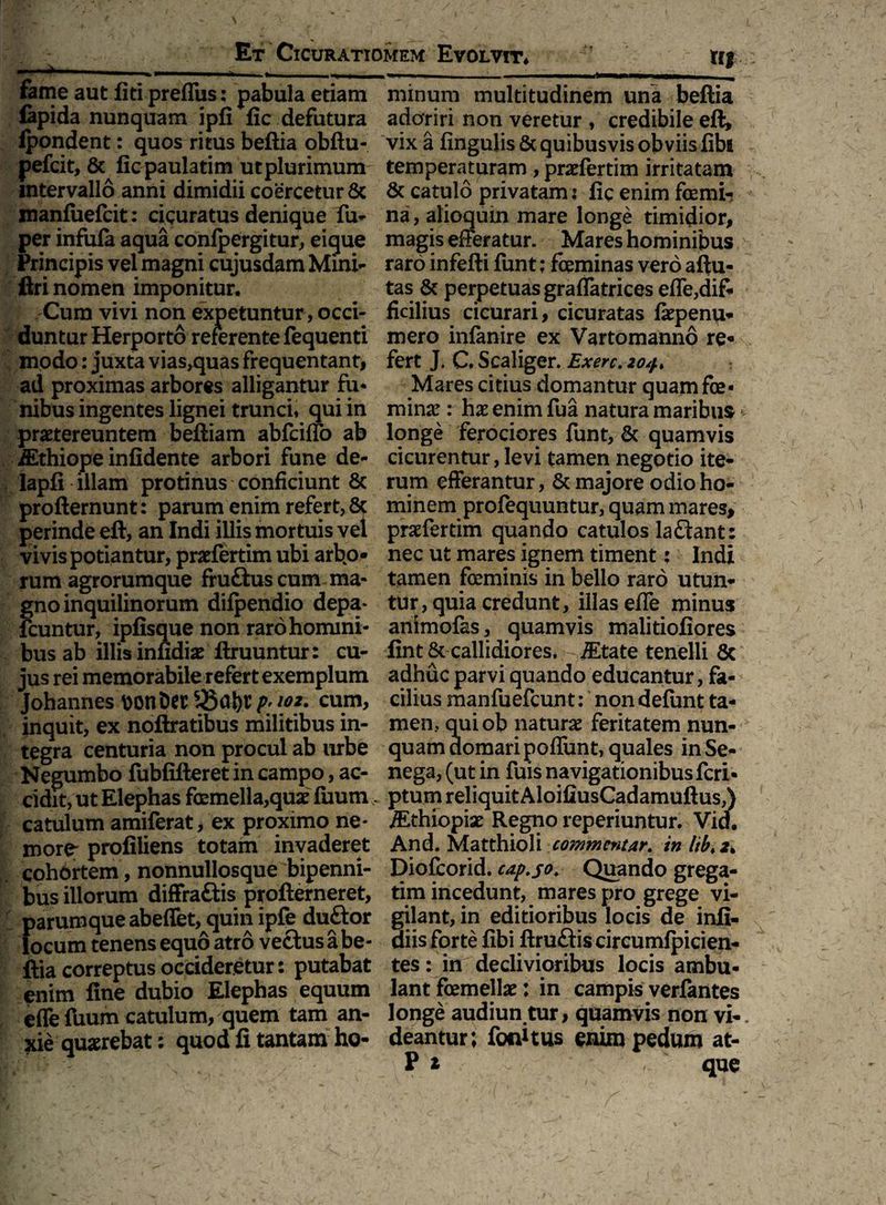 fame aut Uti preflus: pabula etiam lapida nunquam ipfi fic defutura lpondent: quos ritus beftia obftu- pefcit, & licpaulatim ut plurimum intervallo anni dimidii coercetur Sc xnanliiefcit: cicuratus denique fu* per infula aqua conlpergitur, eigue Principis vel magni cujusdam Mini- firi nomen imponitur. Cum vivi non expetuntur, occi¬ duntur Herporto referente fequenti modo: juxta vias,quas frequentant, ad proximas arbores alligantur fu* nibus ingentes lignei trunci» qui in praetereuntem beftiam abfeiflo ab iEthiope infidente arbori fune de- lapfi illam protinus conficiunt & profternunt: parum enim refert, & perinde eft, an Indi illis mortuis vel vivis potiantur, praefertim ubi arbo¬ rum agrorumque fruftus cum ma¬ gno inquilinorum dilpendio depa- fcuntur, ipfisque non raro homini¬ bus ab illis infidiae ftruuntur: cu¬ jus rei memorabile refert exemplum Johannes ttontW S$cfi)Xp'io2. cum, inquit, ex noftratibus militibus in¬ tegra centuria non procul ab urbe Negumbo fublifteret in campo, ac¬ cidit, ut Elephas femella,quae fuum catulum amiferat, ex proximo ne¬ more proliliens totam invaderet cohortem, nonnullosque bipenni¬ bus illorum diffra&is profterneret, parumque abeffet, quin ipfe duftor locum tenens equo atro vectus a be- ftia correptus occideretur: putabat enim line dubio Elephas equum dTefuum catulum, quem tam an¬ xie quaerebat: quod fi tantam ho¬ minum multitudinem una beftia adoriri non veretur , credibile eft, vix a lingulis & quibusvis obviis libi temperaturam, praefertim irritatam & catulo privatam $ lic enim femi¬ na , alioquin mare longe timidior, magis efferatur. Mares hominibus raro infefti funt; feminas vero aftu- tas & perpetuas graffatrices effe,dif¬ ficilius cicurari, cicuratas fepenu- mero infanire ex Vartomanno re¬ fert J. C. Scaliger. Exerc.204* Mares citius domantur quam fe¬ mina: : hae enim fua natura maribus longe ferociores funt, & quamvis cicurentur, levi tamen negotio ite¬ rum efferantur, & majore odio ho¬ minem profequuntur, quam mares, praefertim quando catulos la£tant: nec ut mares ignem timent: Indi tamen feminis in bello raro utun¬ tur, quia credunt, illas efle minus animofas, quamvis malitioliores lint & callidiores. iEtate tenelli & adhuc parvi quando educantur, fa¬ cilius manfuefeunt: non defimt ta¬ men, quiob naturae feritatem nun¬ quam domari poflunt, quales in Se- nega, (ut in fuis navigationibus feri- ptum reliquit AloifiusCadamuftus,) iEthiopiae Regno reperiuntur. Vid. And. Matthioli commentar. in lib* 2. Diofcorid. cap.jo. Quando grega- tim incedunt, mares pro grege vi¬ gilant, in editioribus locis de infi- diis forte libi ftruftis circumlpicien- tes: in declivioribus locis ambu¬ lant femellae: in campis verlantes longe audiun tur, quamvis non vi-, deantur; fonUus enim pedum at- P * que