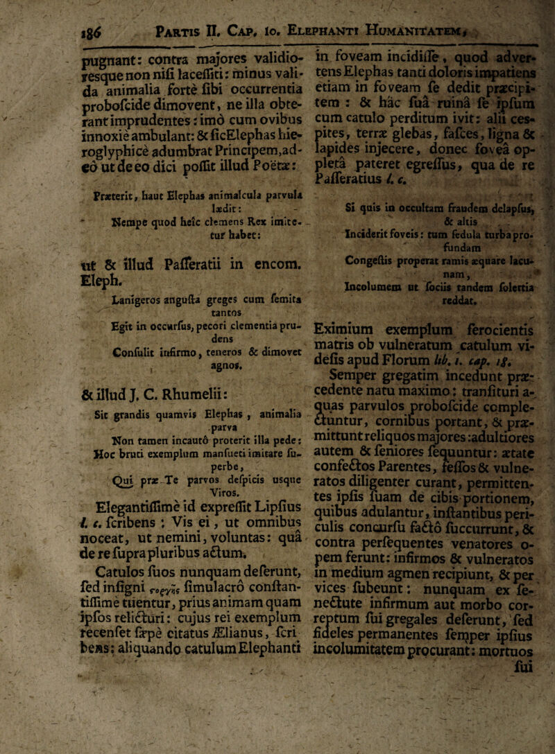 pugnant: contra majores validio- yesquenon nifi lacefliti: minus vali- da animalia forte fibi occurrentia probofcidedimovent, ne illa obte¬ rant imprudentes : imd cum ovibus innoxie ambulant: & ficElephas hie- roglyphice adumbrat Principem,ad' eo ut de eo dici pofUt illud Poetae: * % ■ j. Praeterit, haut Elephas animalcala parvula laedit: Nempe quod heic clemens Rex imite¬ tur habet: ut & illud Pafleratii in encora. Eleph. Lanigeros angufta greges cum femita tantos Egit in occurfus, pecori clementia pru¬ dens Confulit infirmo, teneros & dimovet , agnos. & illud J. C. Rhumelii: Sit grandis quamvis Elephas , animalia - parva Non tamen incaut6 proterit illa pede: Hoc bruti exemplum manfueti imitare fu- perbe. Qui prae~Te parvos defpicis usque Viros. Elegantiflime id expreflit Lipfius /. t. fcribens ; Vis ei, ut omnibus noceat, ut nemini, voluntas: qua de re fupra pluribus a&um. Catulos luos nunquam deferunt, fed infigni fimulacro conflan- tiflime tuentur, prius animam quam ipfos reli£turi: cujus rei exemplum recenfet fepe citatus iElianus, feri beas; aliquando catulum Elephanti - / «■ u . • ' ' ' ^ in foveam incidiife, quod adver¬ tens Elephas tanti doloris impatiens etiam in foveam fe dedit praecipi¬ tem : & hac fua ruina fe ipfum cum catulo perditum ivit: alii ces¬ pites, terrae glebas, fafces, ligna & lapides injecere, donec fovea op- pleta pateret egreffus, qua de re Pafferatius 4 c. St qals ia occultam fraudem dclapfus, & altis Inciderit foveis: tum fedula turba pro¬ fundam Congeftis properat ramis aequare lacu- V. . nam, ' .•v* Incolumem ut fociis tandem folertia reddat. Eximium exemplum ferocientis matris ob vulneratum catulum vi- defis apud Florum Itb. i. cap. i#. Semper gregatim incedunt prae¬ cedente natu maximo: tranfituri a-, quas parvulos probofcide comple¬ ctuntur, cornibus portant, & prae¬ mittunt reliquos majores:adultiores autem & leniores fequuntur: aetate confe&os Parentes, fefTos & vulne¬ ratos diligenter curant, permitten¬ tes ipfis fiiam de cibis portionem, quibus adulantur, inflantibus peri¬ culis conaurfu fefto fuccurrunt, 3c contra perfequentes venatores o- pem ferunt: infirmos & vulneratos in medium agmen recipiunt, &per vices fubeunt: nunquam ex fe- neflute infirmum aut morbo cor¬ reptum fui gregales deferunt, fed fideles permanentes fenjper ipfius incolumitatem procurant: mortuos fui ✓ i ' > , * - '‘ “t - x '