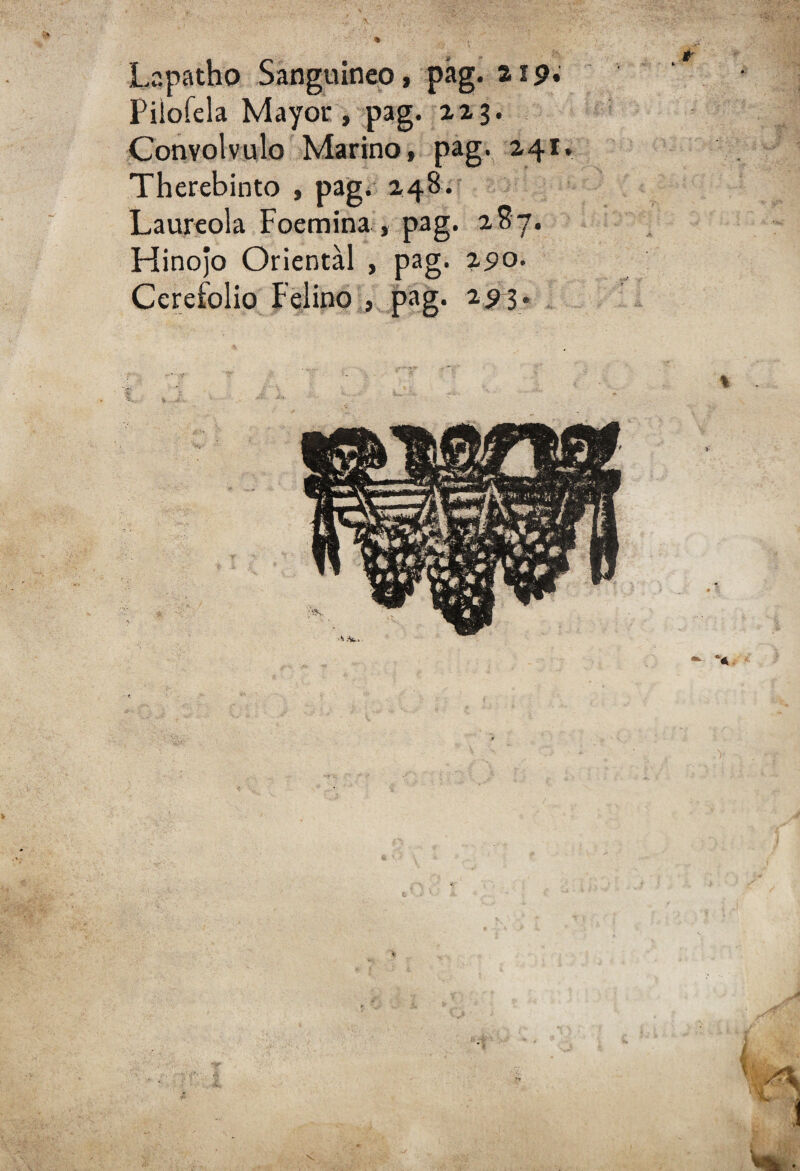 Lapatbo Sanguíneo, pág. a 19* Piloíela Mayor, pag. zas- Convólvulo Marino, pag. 241. Therebinto , pag. 248. Laureola Foemina , pag. zSy. Hinojo Oriental , pag. zpo. Cerefolio Felino , pag. 2^3. %