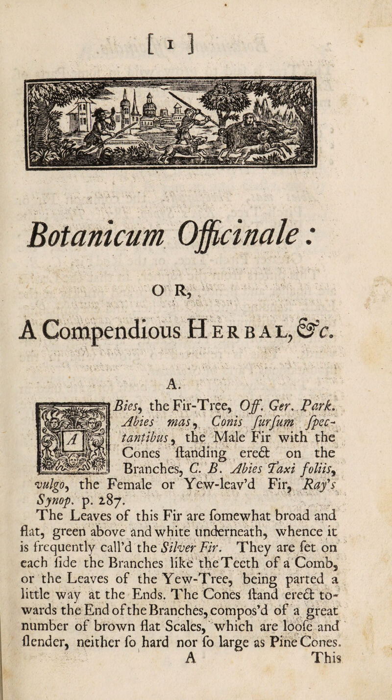 Botanicum Officinale: OR, A Compendious Herbal, &c. A. Bits, the Fir-Tree, Off, Ger. Park. Abies masj Conis furfum fpec~ tantibus, the Male Fir with the Cones handing eredt on the Branches, C. B. Abies Taxi foliis^ vulgO) the Female or Yew-leav’d Fir, Ray's Synop. p. 287. The Leaves of this Fir are fomewhat broad and flat, green above and white underneath, whence it is frequently call’d the Silver Fir. They are fet on each fide the Branches like theTecth of a Comb, or the Leaves of the Yew-Tree, being parted a little way at the Ends. The Cones hand ere£t to* wards the End of the Branches, compos’d of a great number of brown flat Scales, which are loofe and {lender, neither fo hard nor fo large as Pine Cones,. A This