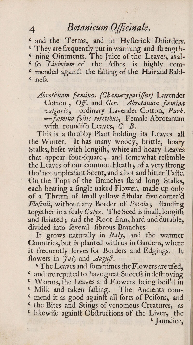 I 4 Botamcum Officinale. c and the Terms, and in Hyfterick Diforders* £ They are frequently putin warming and ftrength- 4 ning Ointments. The Juice of the Leaves, asal- 6 fo Lixivium of the Afhes is highly com- 6 mended againft the falling of the Hair and Bald- 4 nefs. Abrotanum famino. (Chamacypariffus) Lavender Cotton , Off. and Ger. Abrotanum famino, vulgaris, ordinary Lavender Cotton, Park. —faminafoliis teretibus, Female Abrotanum with roundifh Leaves, C. B. This is a fhrubby Plant holding its Leaves all the Winter. It has many woody, brittle, hoary Stalks, befet with longifh, white and hoary Leaves that appear four-fquare, and fomewhat refemble the Leaves of our common Heath $ of a very ftrong tho’ not unpleafant Scent, and a hot and bitter Tafle* On the Tops of the Branches ftand long Stalks, each bearing a fingle naked Flower, made up only of a Thrum of (mall yellow fiftular five corner’d Flofculi, without any Border of Petala \ {landing together in a fcaly Calyx. The Seed is fmall, longifh and flriated$ and the Root firm, hard and durable, divided into feveral fibrous Branches. It grows naturally in Italy9 and the warmer Countries, but is planted with us in Gardens, where ,| it frequently fcrves for Borders and Edgings. It i| flowers in July and Auguft. 4 T he Leaves and fometimes the Flowers are ufed, € and are reputed to have great Succefs in deftroying £ Worms, the Leaves and Flowers being boil’d in € Milk and taken faffing. The Ancients com- £ mend it as good againft all forts of Poifons, and c the Bites and Stings of venomous Creatures, as 4 likewife againft Obftruflions of the Liver, the