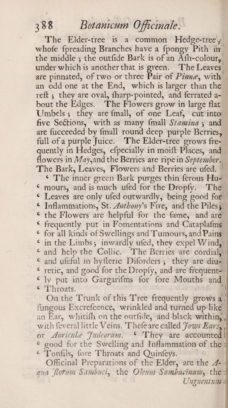 The Elder-tree is a common Hedge-tree^ whofe fpreading Branches have a fpongy Pith in the middle * the outfide Bark is of an Afl>colour, under which is another that is green. The Leaves are pinnated, of two or three Pair of Pinnae, with an odd one at the End, which is larger than the reft y they are oval, fharp-pointed, and ferrated a- bout the Edges. The Flowers grow in large flat Umbels *, they are fmall, of one Leaf, cut into five Se&ions, with as many fmall Stamina y and are fucceeded by fmall round deep purple Berries, full of a purple Juice. The Elder-tree grows fre¬ quently in Hedges, efpecially in moift Places, and flowers in Ma\\and the Berries are ripe in September. The Bark, Leaves, Flowers and Berries are ufed. 4 The inner green Bark purges thin ferous Hu- 4 mours, and is much ufed for the Dropfy. The 4 Leaves are only ufed outwardly, being good for 4 Inflammations, St. Anthony's Fire, and the Piles -y € the Flowers are helpful for the fame, and are 4 frequently put in Fomentations and Cataplafms c for all kinds of S wellings and Tumours, and Pains 4 in the Limbs > inwardly ufed, they expel Wind, £ and help the Collie. The Berries are cordial, 4 and ufeful in hyfteric Diforders * they are diu- 4 retie, and good for the Dropfy, and are frequent-' c ly put into Gargarifms for fore Mouths and 4 Throats. 1 On the Trunk of this Tree frequently grows a ' fungous Excrefcence, wrinkled and turned up like an Ear, whitifli on the out fide, and black within, . with feveral little Veins. Thefe are called Jews Ears,, or Auricula Judeorum. 6 They are accounted 6 good for the Swelling and Inflammation of the £ Tonlils, fore Throats and Quinfeys. Officinal Preparations of the Elder, are the A- qua [florum Sambuci, the Oleum Sambucinum, the Unguent urn i