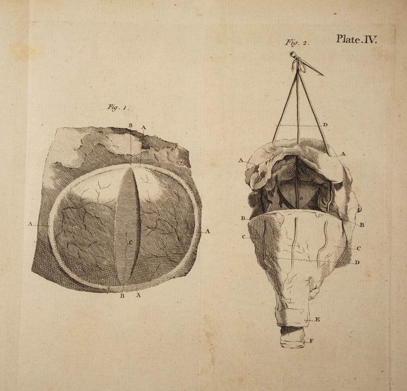 B v Fm. 2. Plate.IV tS i