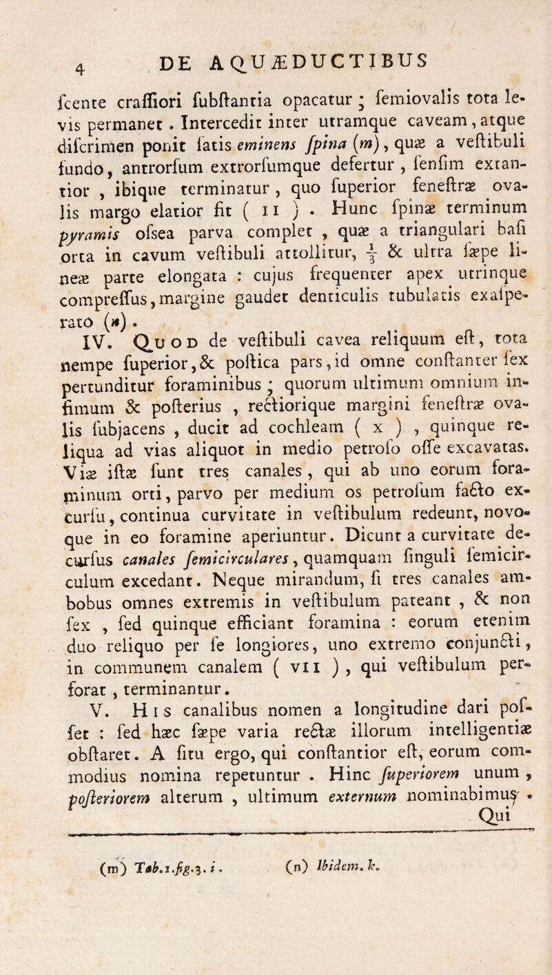 icente crafliori fubftantia opacatur ; femiovalis tota le¬ vis permanet . Intercedit inter utramque caveam, atque difcrinlen ponit latis eminens [pina (m), qux a vertibuli fundo, antrorfum extrorfumque defertur , fenfim extan- tior , ibique terminatur, quo fuperior feneftrs ova¬ lis margo elatior fit ( ii ) . Hunc fpinae terminum pyramis ofsea parva complet , quas a triangulari bafi orta in cavum vertibuli attollitur, \ & ultra lspe li¬ nes parte elongata : cujus frequenter apex . utrinque compreffus, margine gaudet denticulis tubulatis exaipe- rato (#). IV. Quod de vertibuli cavea reliquum eft, tota nempe fuperior,& portica pars,id omne conftanter fex pertunditur foraminibus ; quorum ultimum omnium in¬ fimum & pofterius , recfiorique margini feneftrs ova¬ lis fubjacens , ducit ad cochleam ( x ) , quinque re¬ liqua ad vias aliquot in medio petrofo offe excavatas. Vis ifts funt tres canales, qui ab uno eorum fora¬ minum orti, parvo per medium os petrofum fafto ex¬ curia , continua curvitate in vertibulum redeunt, novo¬ que in eo foramine aperiuntur. Dicunt a curvitate de- curtus canales [emi circular es, quamquam finguli femicir- culum excedant. Neque mirandum, ft tres canales am¬ bobus omnes extremis in vertibulum pateant , & non fex , fed quinque efficiant foramina : eorum etenim duo reliquo per fe longiores, uno extremo conjuncli, in communem canalem ( vii ), qui vertibulum per¬ forat , terminantur. V. His canalibus nomen a longitudine dari pof- fet : fed hsc fspe varia re£Is illorum intelligentis obftaret. A fitu ergo, qui conftantior eft,'eorum com¬ modius nomina repetuntur . Hinc fuperiorem unum , pojleriorem alterum , ultimum externum nominabimuy • Qui (m) i. (n) Ibidem, h.