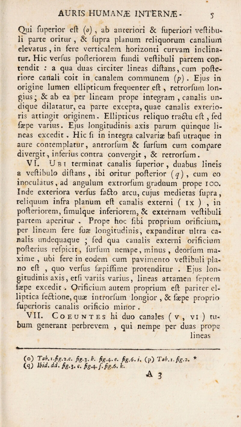 Qui fuperior eft (0) , ab anteriori & fuperiori veftibu* li parte oritur , & fupra planum reliquorum canalium elevatus , in fere verticalem horizonti curvam inclina¬ tur. Hic verfus pofteriorem fundi veftibuli partem con¬ tendit : a qua duas circiter lineas diftans,cum pofte- riore canali coit in canalem communem (p) . Ejus in origine lumen ellipticum frequenter eft , retrorfurn lon¬ gius^ & ab ea per lineam prope integram , canalis un¬ dique dilatatur, ea parte excepta, quae canalis exterio¬ ris attingit originem. Ellipticus reliquo tradlu eft , fed fepe varius. Ejus longitudinis axis parum quinque li¬ neas excedit , Hic fi in integra calvarise bafi utraque in aure contemplatur, antrorfum & furfum cum compare divergit, interius contra convergit, & retrorfurn. VI. Ubi terminat canalis fuperior, duabus lineis a vertibulo diftans , ibi oritur pofterior (^), cum eo inoculatus, ad angulum extrorfum graduum prope ioo. Inde exteriora verfus fa£lo arcu, cujus medietas fupra, reliquum infra planum eft canalis externi ( ix ) , in pofteriorem, fimulque inferiorem, externam vertibuli partem aperirur . Prope hoc fibi proprium orificium, per lineam fere fuse longitudinis, expanditur ultra ca¬ nalis undequaque * fed qua canalis externi orificium pofterius refpicit, furfum nempe, minus, deorfum ma¬ xime , ubi fere in eodem cum pavimento veftibuli pla¬ no eft , quo verfus firpiffime protenditur . Ejus lon¬ gitudinis axis, etfi variis varius, lineas attamen feprem faepe excedit . Orificium autem proprium eft pariter el¬ liptica fectione, qua* introrfum longior , fsepe proprio fuperioris canalis orificio minor . VII. Co euntes hi duo canales (v, vi ) tu¬ bum generant perbrevem , qui nempe per duas prope lineas (o) Tab.i.fig.i.c, fig.i.h. figA-*- (p) Tab.x.fg.z, * (q) lbid. dd. e. figA> f, fig.6, k. ^ 3