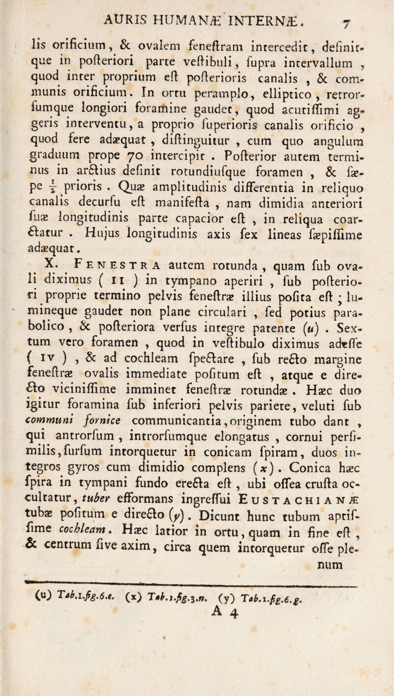 Iis orificium, & ovalem feneftram intercedit, definit- que in pofteriori parte veftibuli, fupra intervallum , quod inter proprium eft pofterioris canalis , & com¬ munis orificium. In ortu peramplo, elliptico, retror- iumque longiori foramine gaudet, quod acutiffimi ag¬ geris interventu, a proprio fuperioris canalis orificio , quod fere adaequat , diftinguitur , cum quo angulum graduum prope 70 intercipit . Pofterior autem termi¬ nus in artius definit rotundiufque foramen , & fse- pe - prioris . Quae amplitudinis differentia in reliquo canalis decurfu efl: manifefta , nam dimidia anteriori fuae longitudinis parte capacior efl , in reliqua coar¬ tatur . Hujus longitudinis axis fex lineas faepiffime adaequat. X. Fenestra autem rotunda, quam fub ova¬ li diximus ( 11 ) in tympano aperiri , fub pofterio- ri proprie termino pelvis feneftras illius pofita eft ; lu- mineque gaudet non plane circulari , fed potius para- bolico , & pofteriora verfus integre patente («) . Sex¬ tum vero foramen , quod in veftibulo diximus a de fle ( iv ) , & ad cochleam fpeftare , fub reto margine feneftrae ovalis immediate pofitum efl , atque e dire- to viciniffime imminet feneftras rotundae . Hsec duo igitur foramina fub inferiori pelvis pariete, veluti fub communi fornice communicantia, originem tubo dant , qui antrorfum , introrfumque elongatus , cornui perfi- rnilis,furfum intorquetur in conicam fpiram, duos in¬ tegros gyros cum dimidio complens (*). Conica hxc fpira in tympani fundo ereta eft , ubi offea crufta oc¬ cultatur , tuber efformans ingreffui Eustachiani tubae pofitum e direto (y). Dicunt hunc tubum aptif- fime cochleam. Haec latior in ortu, quam in fine eft , & centrum five axim, circa quem intorquetur offe ple¬ num (u) Tab.i.fig.6.e. (x) (y) Tab.i.fg.e.g, A ,4