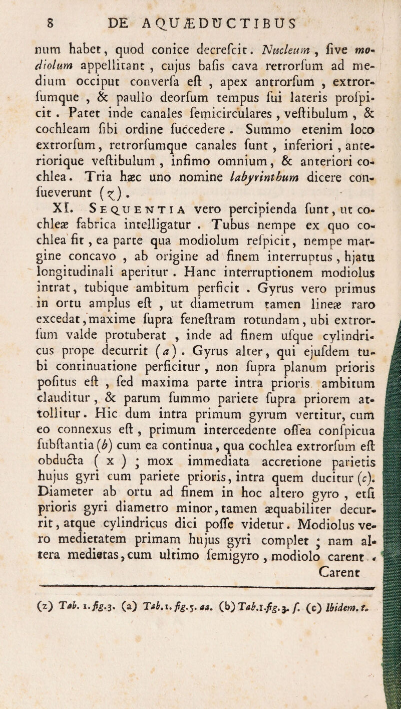num habet, quod conice decrefcit. Nucleum , five dtolum appellitant , cujus bafis cava retrorfum ad me¬ dium occiput converfa eft , apex antrorfum , extror- iiimque , & paullo deorfum tempus fui lateris prolpi- cit . Patet inde canales femicirculares , vertibulum , 8c cochleam fibi ordine fuccedere . Summo etenim loco extrorfum, retrorfumque canales funt , inferiori , ante- riorique vertibulum, infimo omnium, & anteriori co¬ chlea. Tria haec uno nomine labyrinthum dicere con- fueverunt (^). XI. Sequentia vero percipienda funt, ut co¬ chleae fabrica inteiligatur . Tubus nempe ex quo co¬ chlea fit , ea parte qua modiolum refpicit, nempe mar¬ gine concavo , ab origine ad finem interruptus , hjatu longitudinali aperitur . Hanc interruptionem modiolus intrat, tubique ambitum perficit . Gyrus vero primus in ortu amplus eft , ut diametrum tamen lineae raro excedat, maxime fupra fenertram rotundam, ubi extror- lum valde protuberat , inde ad finem ufque cylindri¬ cus prope decurrit (a). Gyrus alter, qui ejufdem tu¬ bi continuatione perficitur , non fupra planum prioris pofitus eft , fed maxima parte intra prioris ambitum clauditur , & parum fummo pariete fupra priorem at¬ tollitur . Hic dum intra primum gyrum vertitur, cum eo connexus eft , primum intercedente ofiea confpicua fubftantia (b) cum ea continua, qua cochlea extrorfum eft obducla ( x ) * mox immediata accretione parietis hujus gyri cum pariete prioris, intra quem ducitur (c). Diameter ab ortu ad finem in hoc altero gyro , etfi prioris gyri diametro minor,tamen aequabiliter decur¬ rit , atque cylindricus dici pofie videtur. Modiolus ve¬ ro medietatem primam hujus gyri complet ; nam al¬ tera medietas, cum ultimo femigyro , modiolo carent * Carent (z) Tak i.fy.3. (a) Tab.i. aa. (b) Takl.fig.x. f, (c) Ibidem. t„