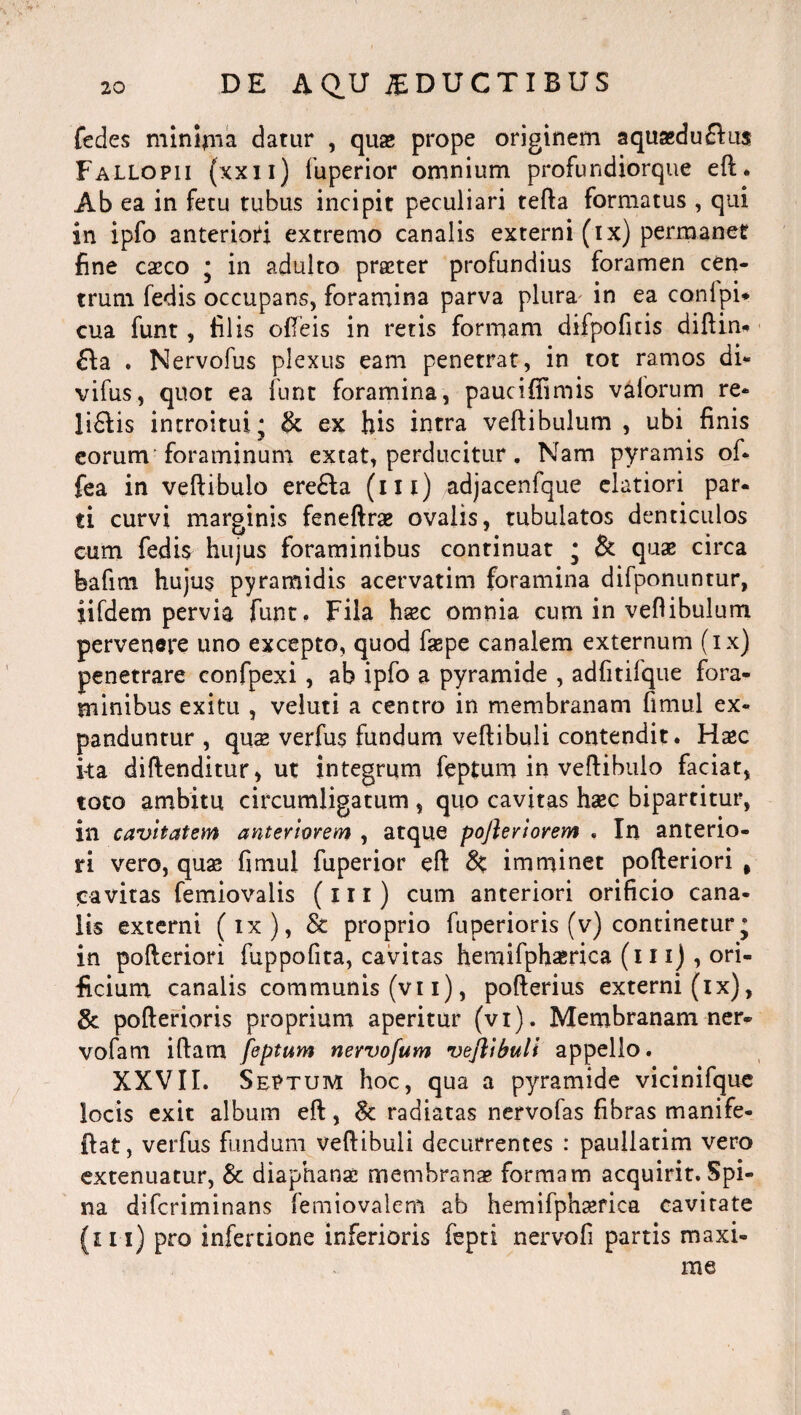 fedes minima datur , quae prope originem aquaeduflus Fallopii (xxii) fuperior omnium profundiorque eft. Ab ea in fetu tubus incipit peculiari tefta formatus , qui in ipfo anterioti extremo canalis externi (ix) permanet fine caeco ; in adulto praeter profundius foramen cen¬ trum fedis occupans, foramina parva plura in ea conipi* cua funt, filis ofieis in retis formam difpofitis diftin. £Ia . Nervofus plexus eam penetrat, in tot ramos di- vifus, quot ea funt foramina, pauciffimis valorum re* li£lis introitui; & ex his intra vertibulum , ubi finis eorum foraminum extat, perducitur. Nam pyramis of. fea in vertibulo ere£ta (111) adjacenfque elatiori par. ti curvi marginis feneftrae ovalis, tubulatos denticulos cum fedis hujus foraminibus continuat ; & quae circa feafim hujus pyramidis acervatim foramina difponuntur, iifdem pervia funt. Fila haec omnia cum in vertibulum pervenere uno excepto, quod faepe canalem externum (ix) penetrare confpexi, ab ipfo a pyramide , adfitifque fora¬ minibus exitu , veluti a centro in membranam fimul ex¬ panduntur , quae verfus fundum veftibuli contendit. Haec ita diftenditur, ut integrum feptum in vertibulo faciat, toto ambitu circumligatum , quo cavitas haec bipartitur, in cavitatem anteriorem , atque pojierlorem . In anterio¬ ri vero, quae fimul fuperior eft imminet pofteriori # cavitas femiovalis (111) cum anteriori orificio cana¬ lis externi (ix), & proprio fuperioris (v) continetur; in pofteriori fuppofita, cavitas hemifphaerica (m) , ori¬ ficium canalis communis (vi i), pofterius externi (ix), & pofterioris proprium aperitur (vr). Membranam ner- vofam iftam feptum nervofum veftlbull appello. XXVII. Sestum hoc, qua a pyramide vicinifque locis exit album eft, Sc radiatas nervofas fibras manife- ftat, verfus fundum veftibuli decurrentes : paullatim vero extenuatur, & diaphanae membranae formam acquirit. Spi¬ na difcriminans femiovalem ab hemifphaerica cavitate (m) pro infertione inferioris fepti nervofi partis maxi¬ me fi»