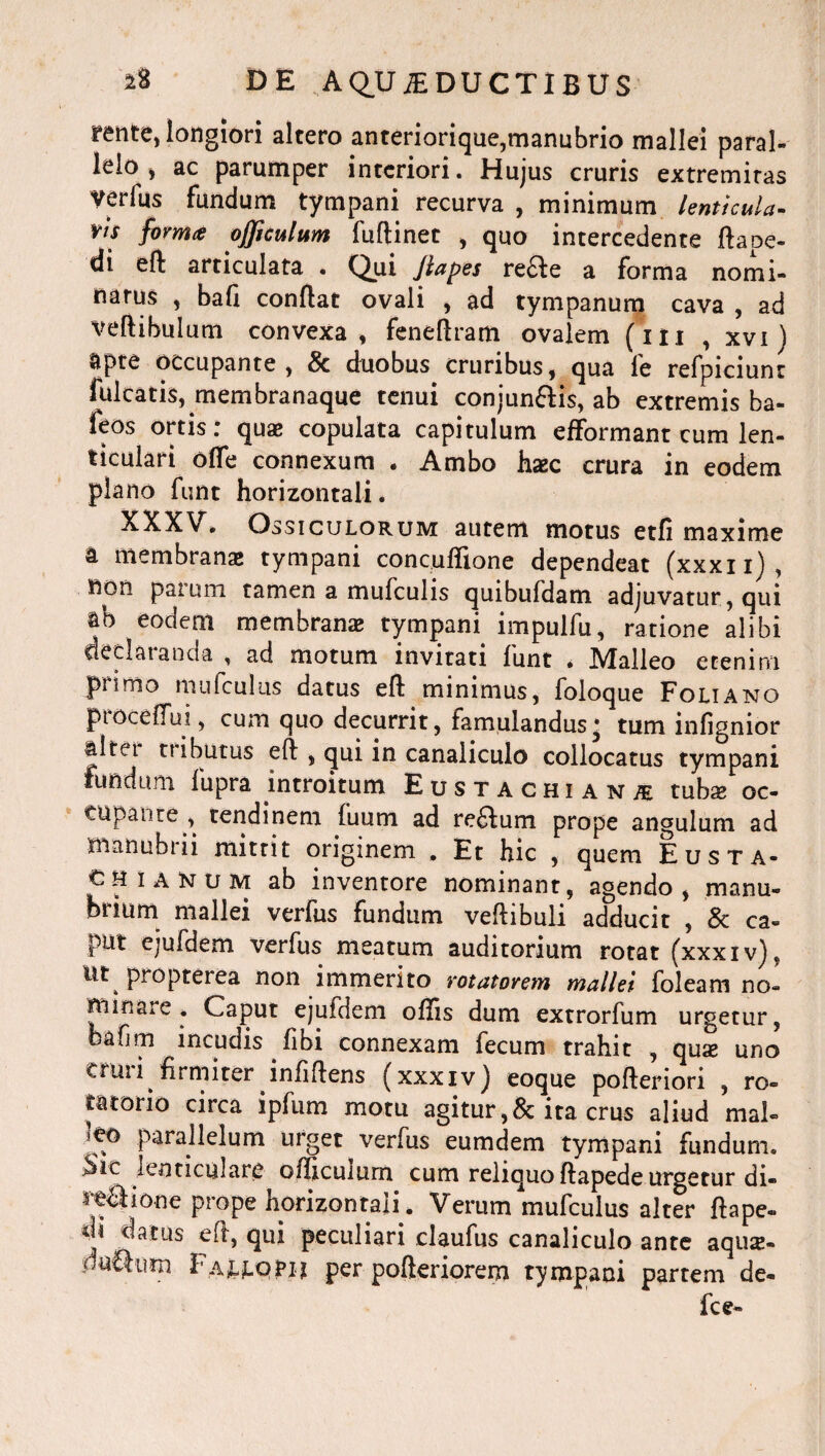 rente, longiori altero anteriorique,manubrio mallei paral¬ lelo , ac parumper interiori. Hujus cruris extremitas verius fundum tympani recurva , minimum lenticula¬ ris forma ojficulum fuftinet , quo intercedente ftape- di eft articulata . Qui Jlapes refte a forma nomi- narus , bafi conflat ovali , ad tympanum cava , ad veftibulum convexa, feneftram ovalem (ni , xvi) &pte occupante , 8c duobus cruribus, qua le refpiciunt falcatis, membranaque tenui conjun&is, ab extremis ba- feos ortis: quae copulata capitulum efformant cum len¬ ticulari ofle connexum . Ambo haec crura in eodem plano funt horizontali. XXXV, Ossiculorum autem motus etfi maxime a membranae tympani concuflione dependeat (xxxii) , non paium tamen a mufculis quibufdam adjuvatur , qui ab eodent membrana; tympani impulfu, ratione alibi declaranda , ad motum invitati funt . Malleo etenim primo mufeulus datus eft minimus, foloque Foliano proceflui, cum quo decurrit, famulandus • tum infignior altei ttibutus eft , qui in canaliculo collocatus tympani fundum lupra introitum Eustachi anje tubae oc- cupante , tendinem (uum ad re£Ium prope angulum ad manubrii mittit originem . Et hic , quem Eusta- ch ianum ab inventore nominant, agendo, manu¬ brium mallei verfus fundum veftibuli adducit , 8c ca¬ put ejufdem verfus meatum auditorium rotat (xxxiv), Ut^ propterea non immerito rotatorem mallei foleam no- minare. Caput ejufdem oflis dum extrorfum urgetur, bafim incudis fibi connexam fecum trahit , quae uno tfuii firmiter infiftens (xxxivj eoque pofteriori , ro» tatorio circa ipfum motu agitur,& ita crus aliud mal¬ leo parallelum urget verfus eumdem tympani fundum. Sic lenticulare oflicumrn cum reliquo ftapede urgetur di« s^Ciione prope horizontali . Verum mufculus alter ftape- di datus eft, qui peculiari claufus canaliculo ante aquse- du£li?m Fa^ppij per pofteriorem tympani partem de- fce-