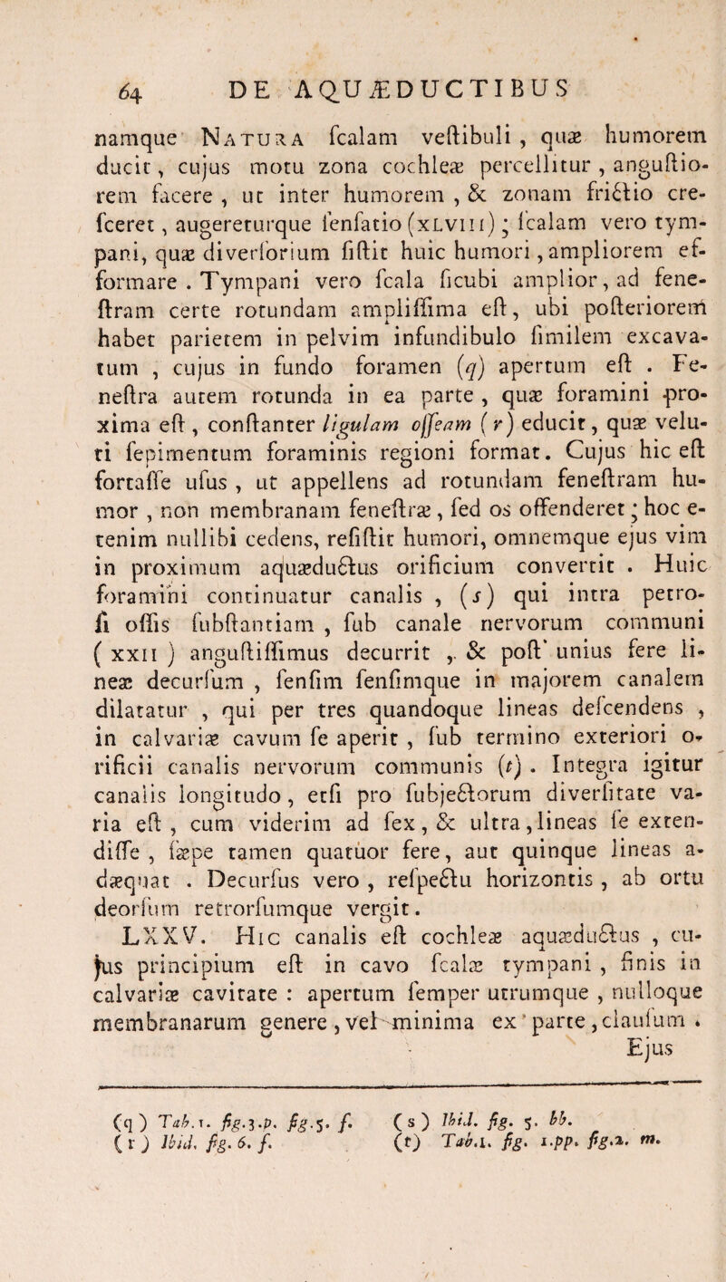 54 D E ‘A Q.U ^DUCTIBUS namque Natura fcalam vertibuli , quae humorem ducit', cujus motu zona cochleae percellitur , angurtio- rem facere , ut inter humorem , & zonam frictio cre- fceret, augereturque lenfatio (xlvih) * fcalam vero tym¬ pani* quae diverforium fiftit huic humori, ampliorem ef- formare . Tympani vero fcala ficubi amplior, ad fene» ftram certe rotundam amplifiima eft, ubi pofteriorem habet parietem in pelvim infundibulo fimilem excava¬ tum , cujus in fundo foramen (q) apertum eft . Fe- neftra autem rotunda in ea parte , quae foramini pro¬ xima eft , conftanter ligulam offeam (r) educit, quae velu- ti fepimentum foraminis regioni format. Cujus hic eft fortafte ufus , ut appellens ad rotundam feneftram hu¬ mor , non membranam feneftrae, fed os offenderet * hoc e- tenim nullibi cedens, refiftit humori, omnemque ejus vim in proximum aquasdu6Ius orificium convertit . Huic foramini continuatur canalis , (s) qui intra petro- fi ortis fubftantiarn , fub canale nervorum communi ( xxii ) anguftirtimus decurrit & poft unius fere li¬ neae decurfum , fenfim fenfimque in majorem canalem dilatatur , qui per tres quandoque lineas defcendens , in calvariae cavum fe aperit , fub termino exteriori o- rificii canalis nervorum communis (t) . Integra igitur canalis longitudo, etfi pro fubje6Iorum diveriitate va¬ ria eft, cum viderim ad fex,& ultra,lineas le exten- diffe , faepe tamen quatuor fere, aut quinque lineas a- daequat . Decurfus vero , refpeftu horizontis , ab ortu deorfum retrorfumque vergit. LXXV. Hic canalis eft cochleas aquaedu&us , cu¬ jus principium eft in cavo fcalae tympani , finis in calvariae cavitate : apertum femper utrumque , nulloque membranarum genere , vel minima ex parte , claufum * Ejus Cq ) Tab. t. fig. 5. /. (s) Jbid. fe. 5. bh.